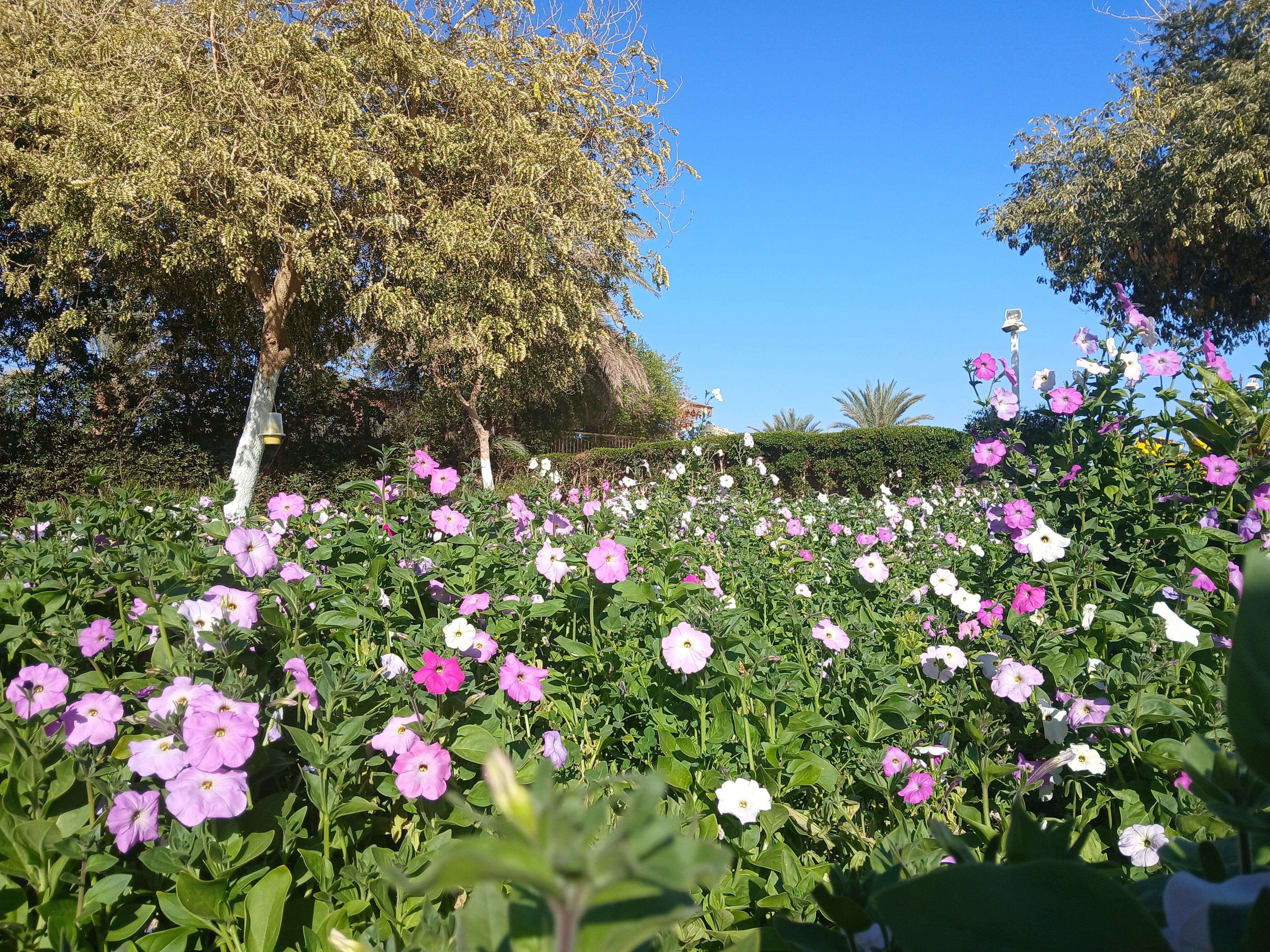 Фото Dreams Vacation