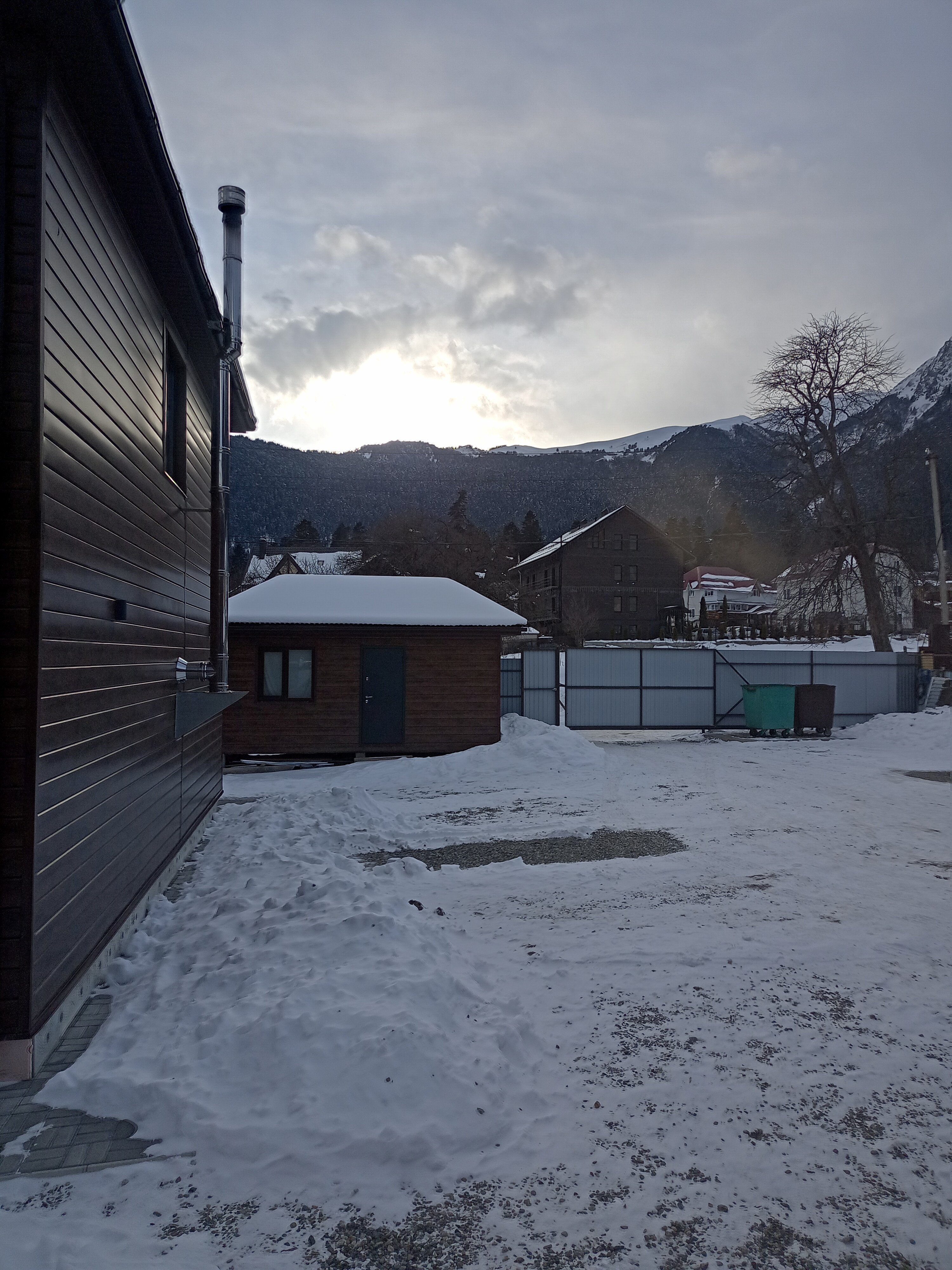 Фото Пихты Snow Point