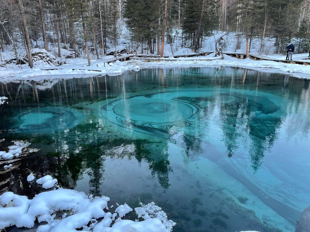 Фото Дикий Еж