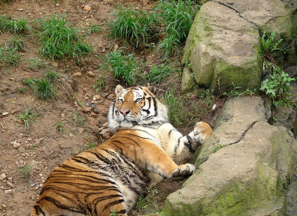 Zoo 大连森林动物园, Dalian, photo