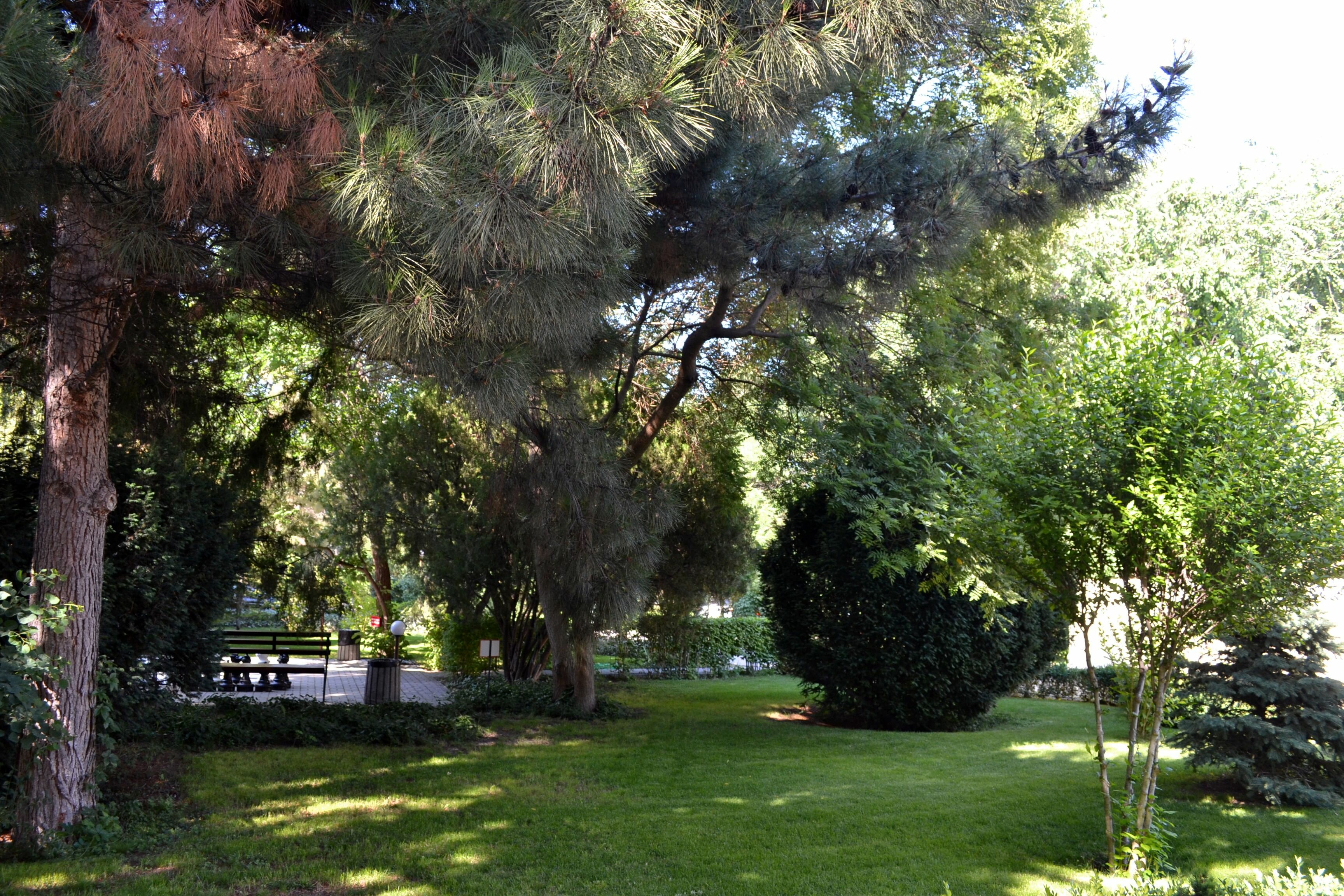 Фото Камелия-Кафа