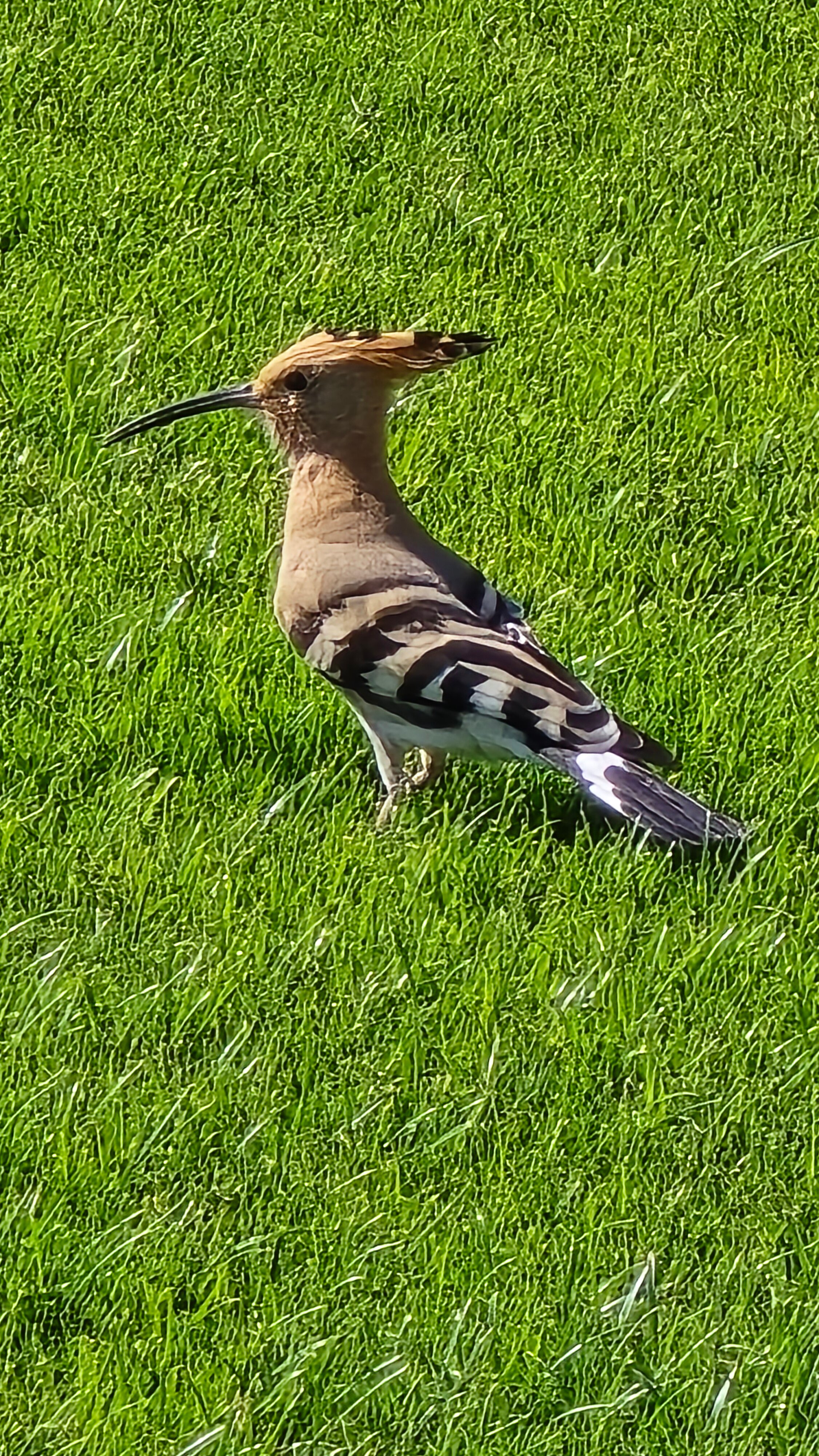 Фото Pickalbatros Luxury Suites