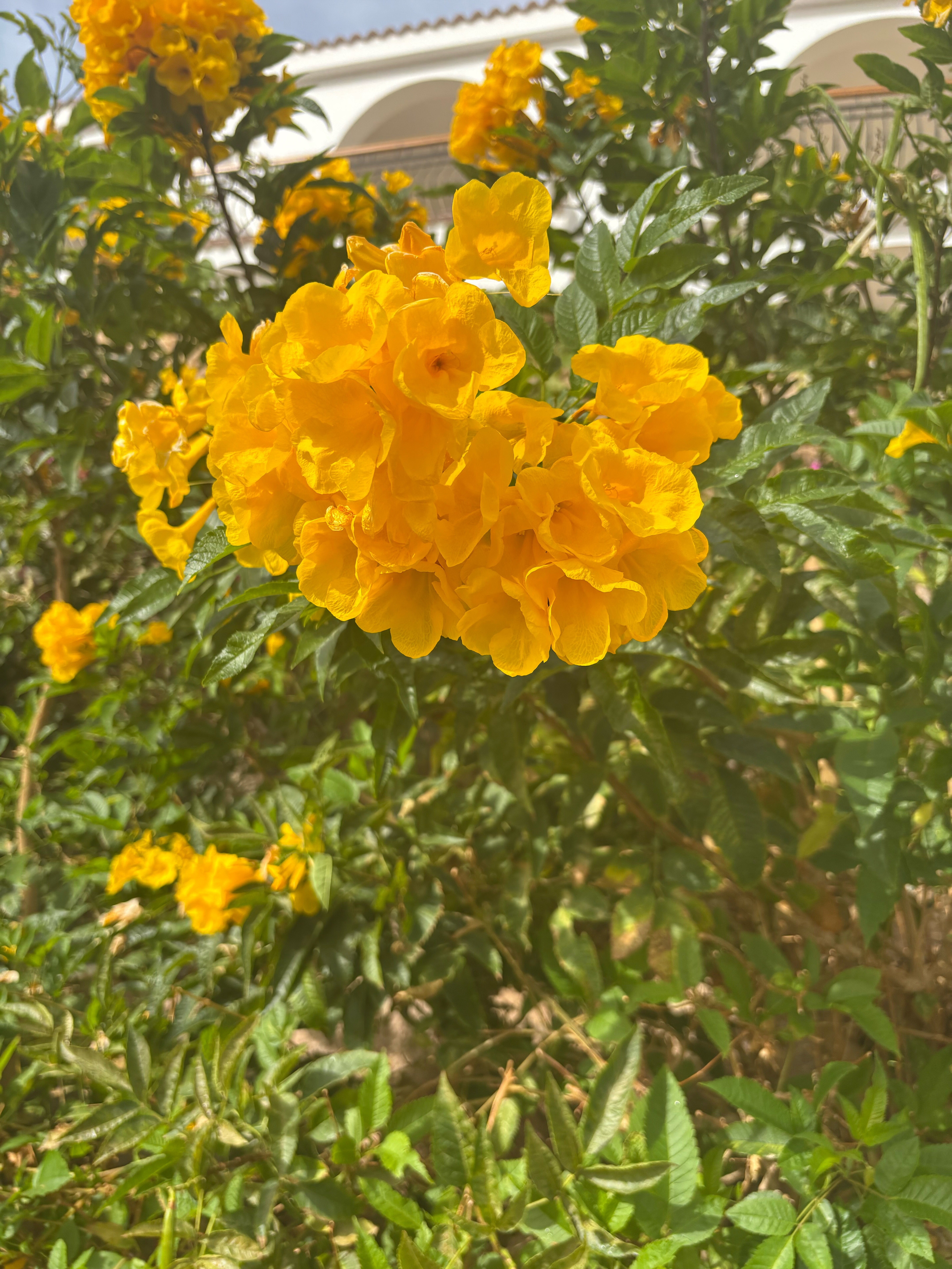 Фото Savoy Sharm El Sheikh