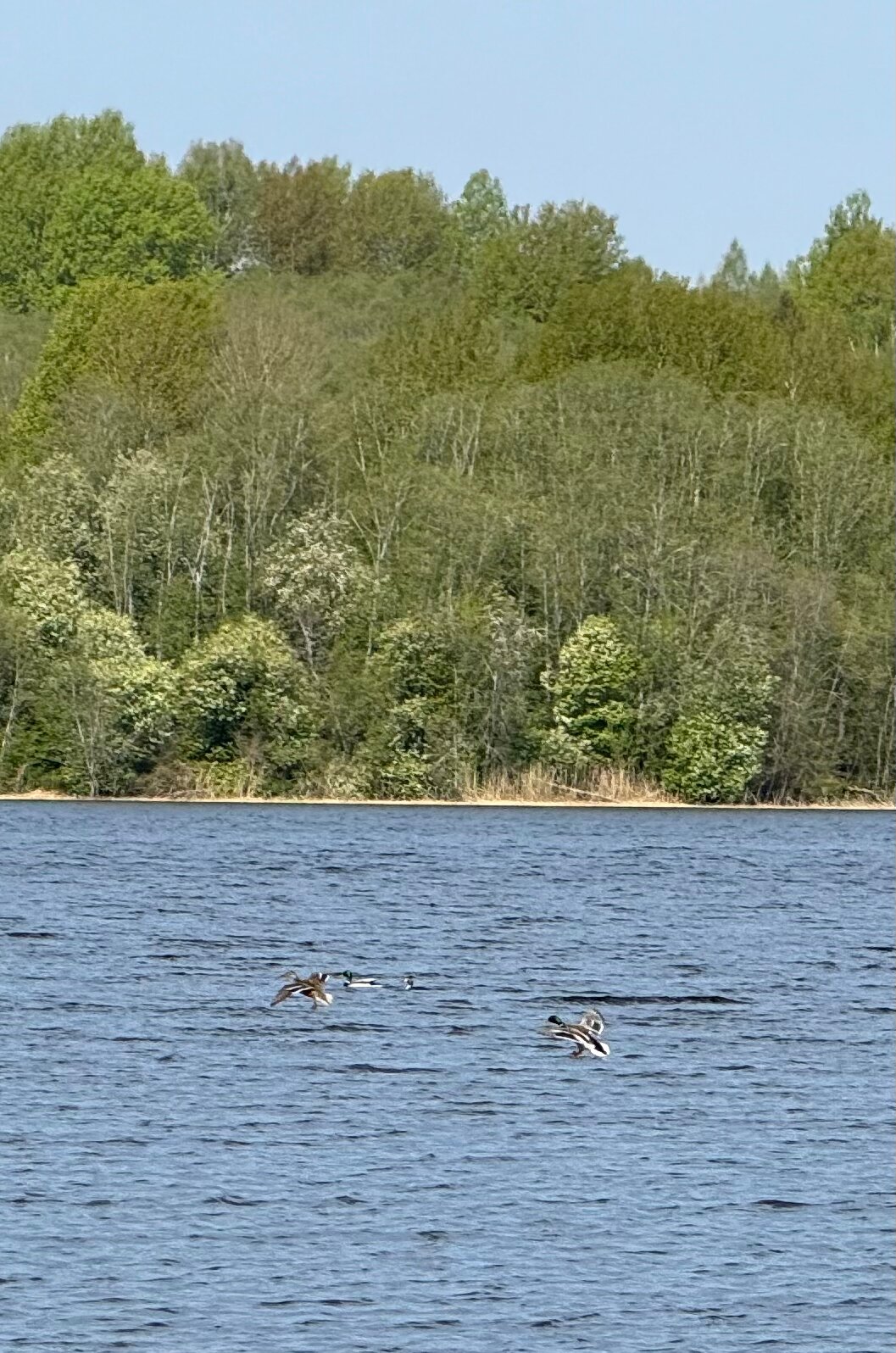 Фото Рутавечь