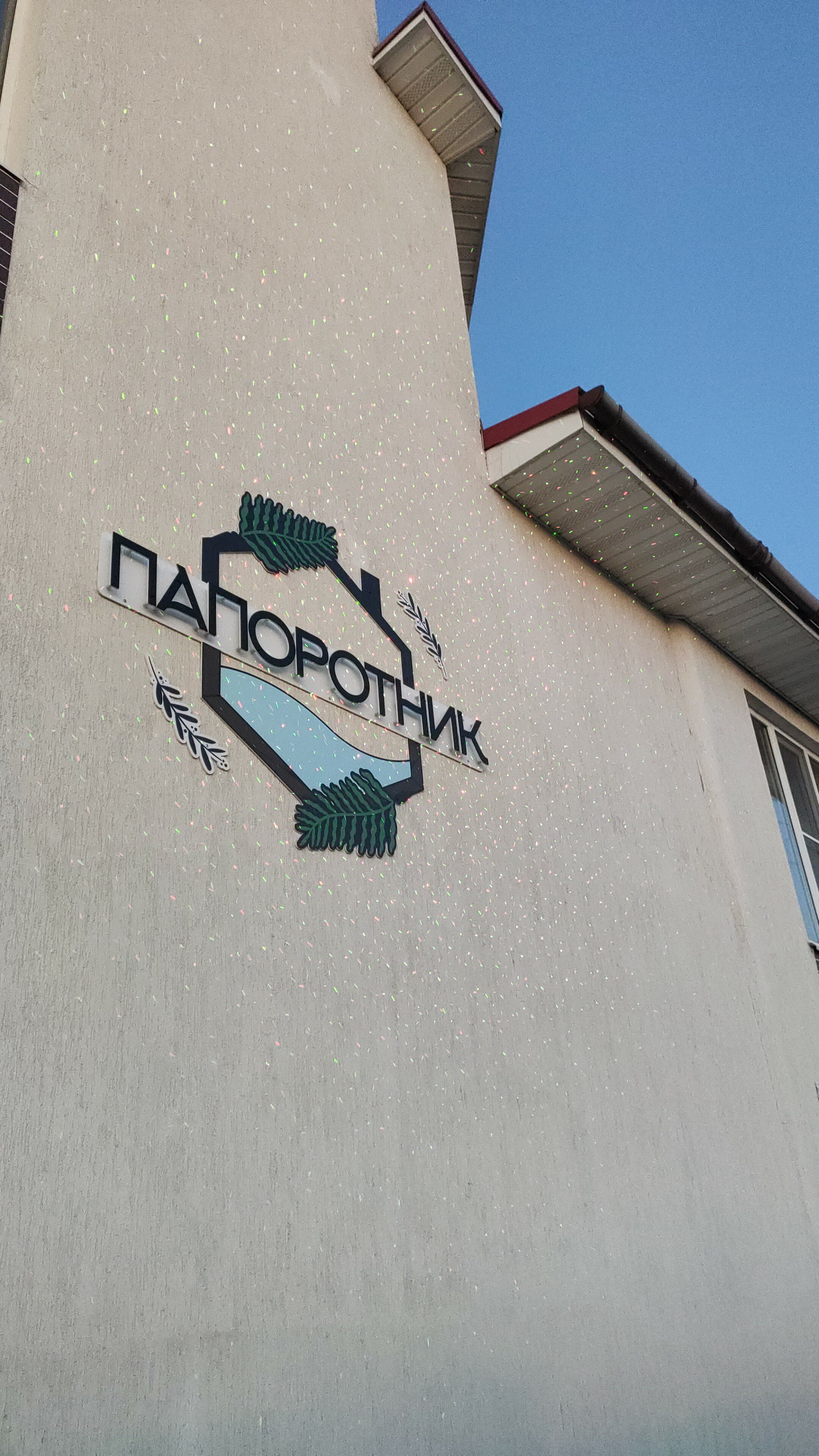 Фото Папоротник