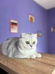 Чистопес (Aleksandra Nevskogo Street, 2В), pet salon