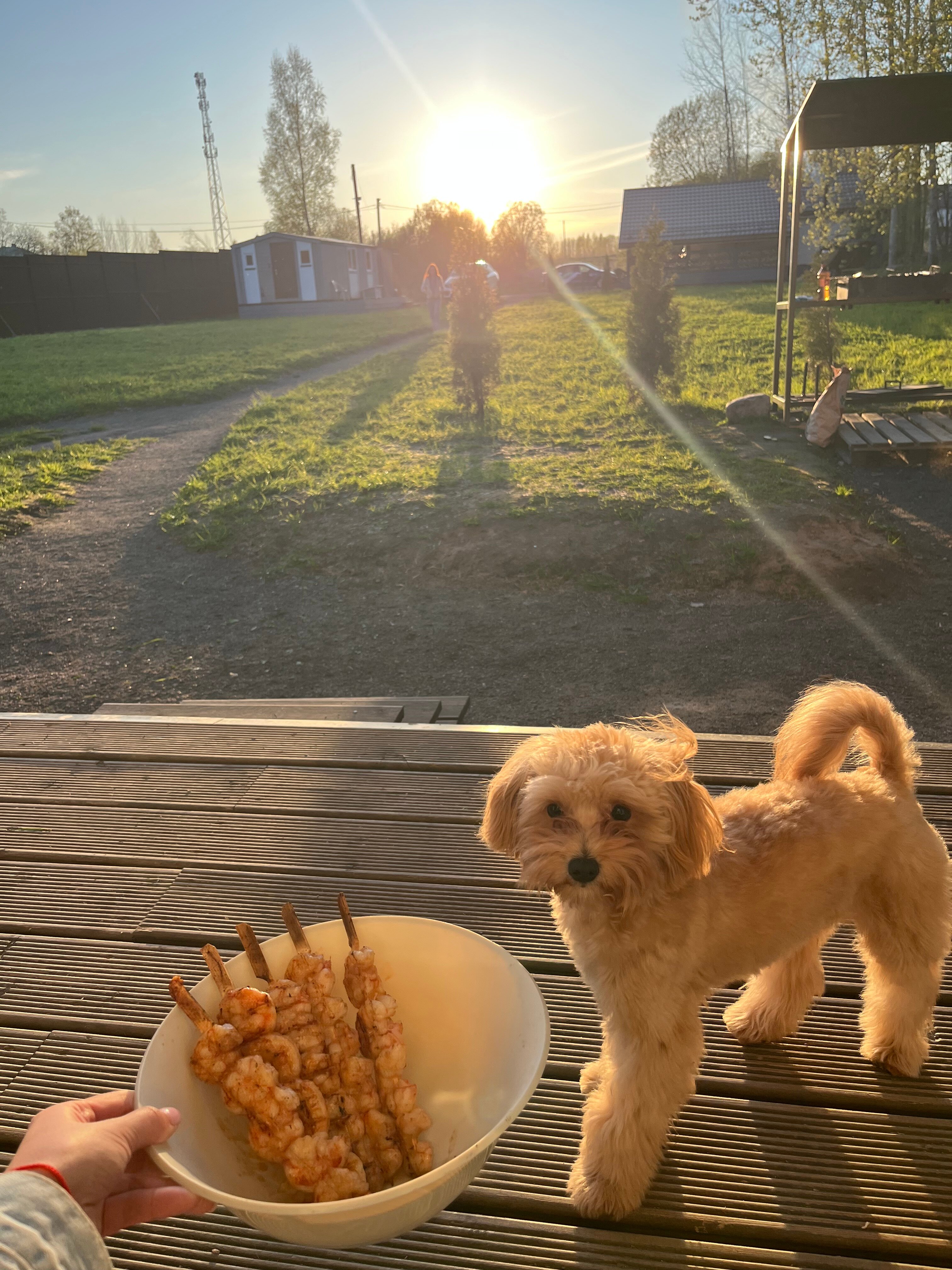 Фото Ленинградский Куршавель