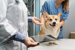 КотоПес (Zelenograd, к234А), clínica veterinaria