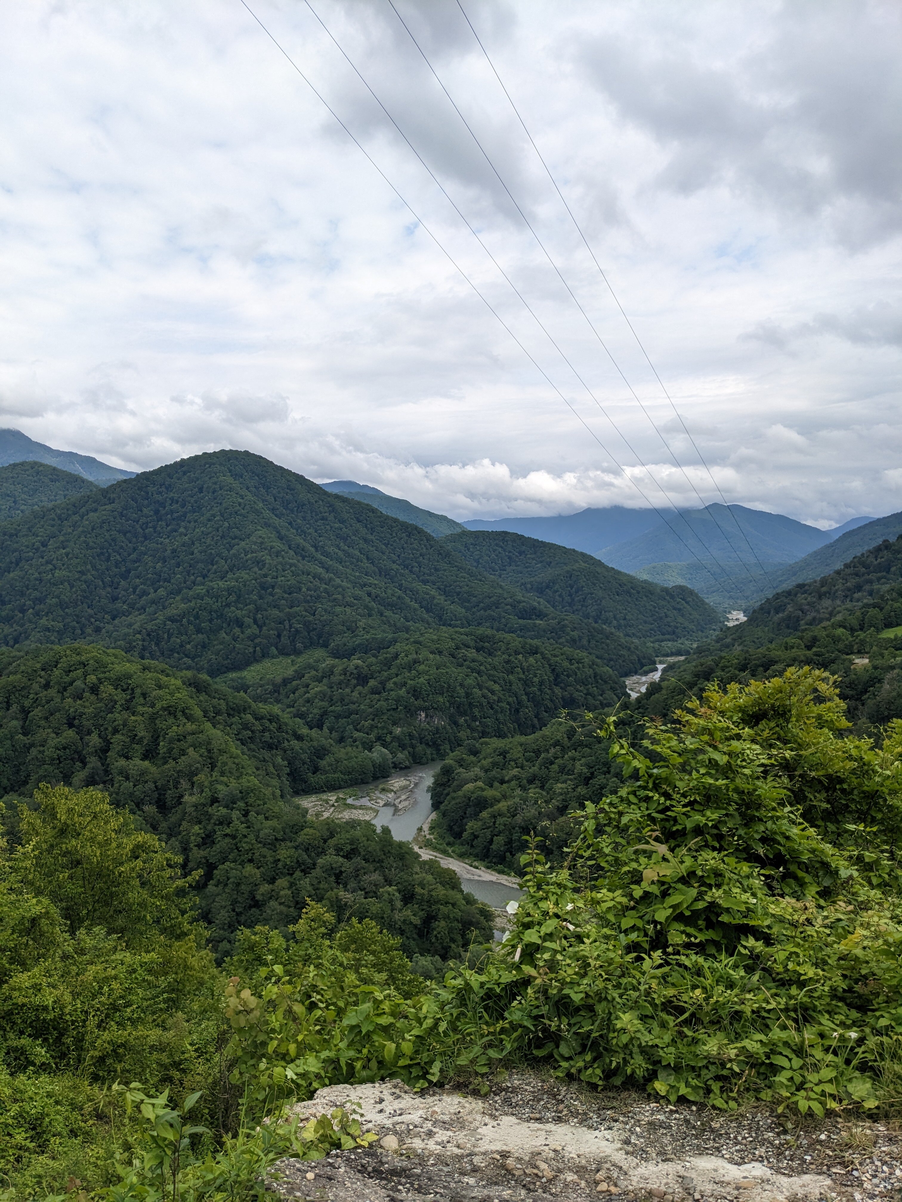 Фото Южный Вайб Древо