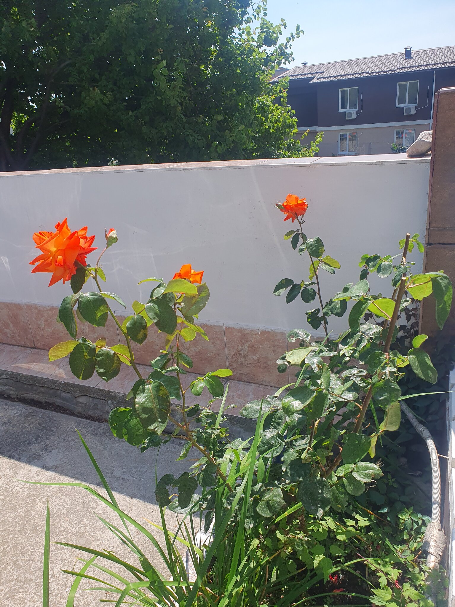 Фото Климентина