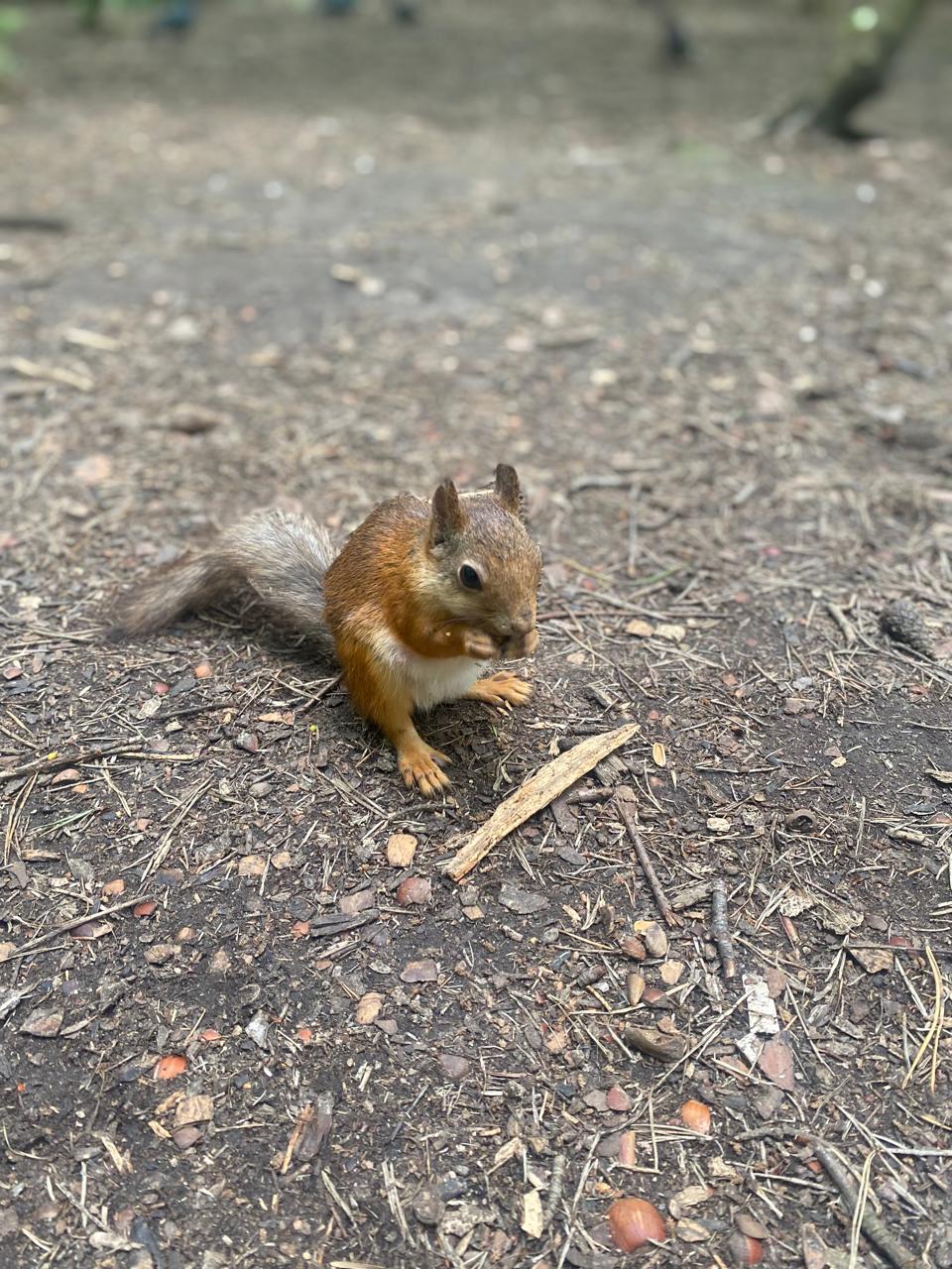 Фото Парк Отель