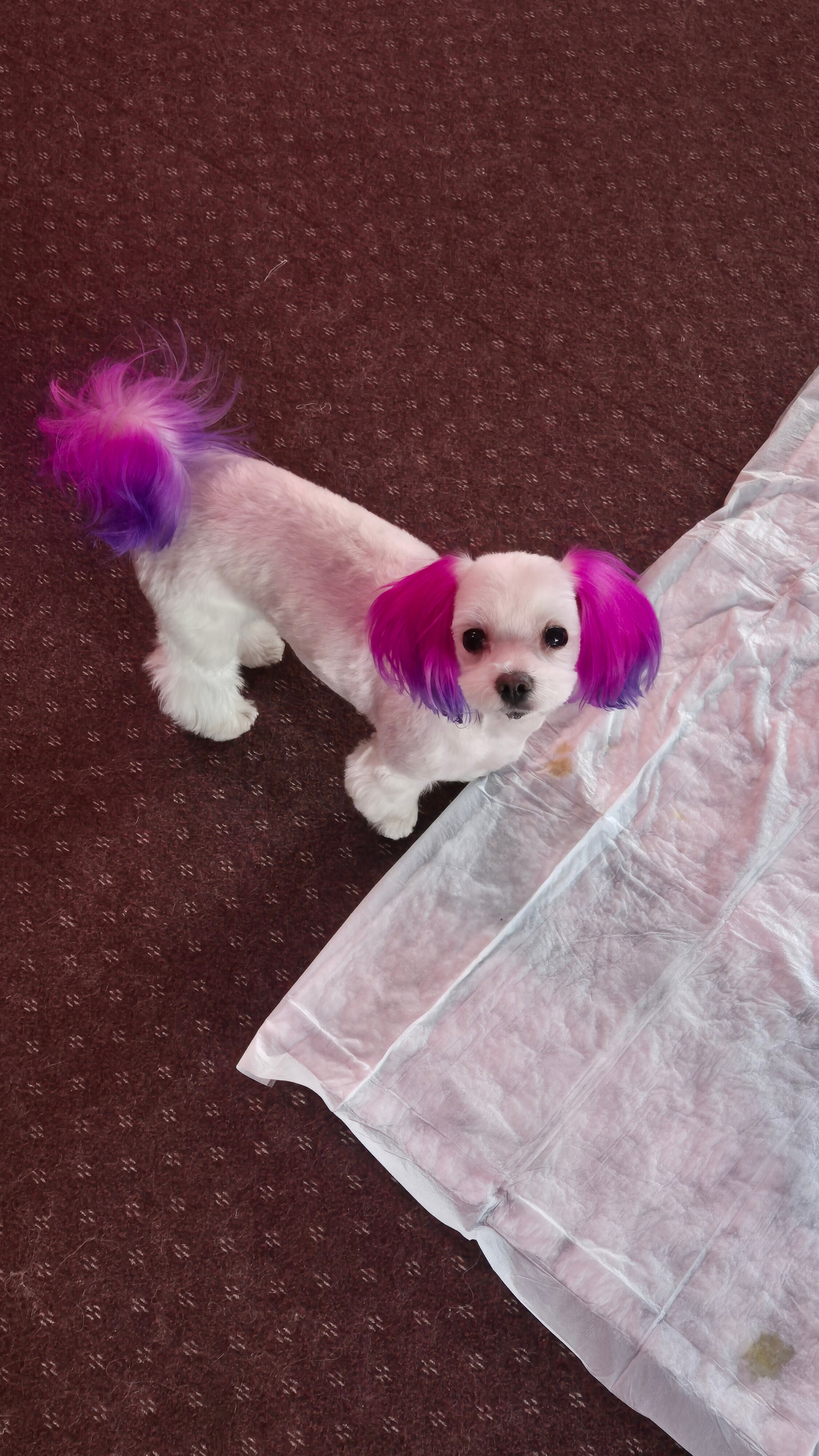 Фото Villa classic