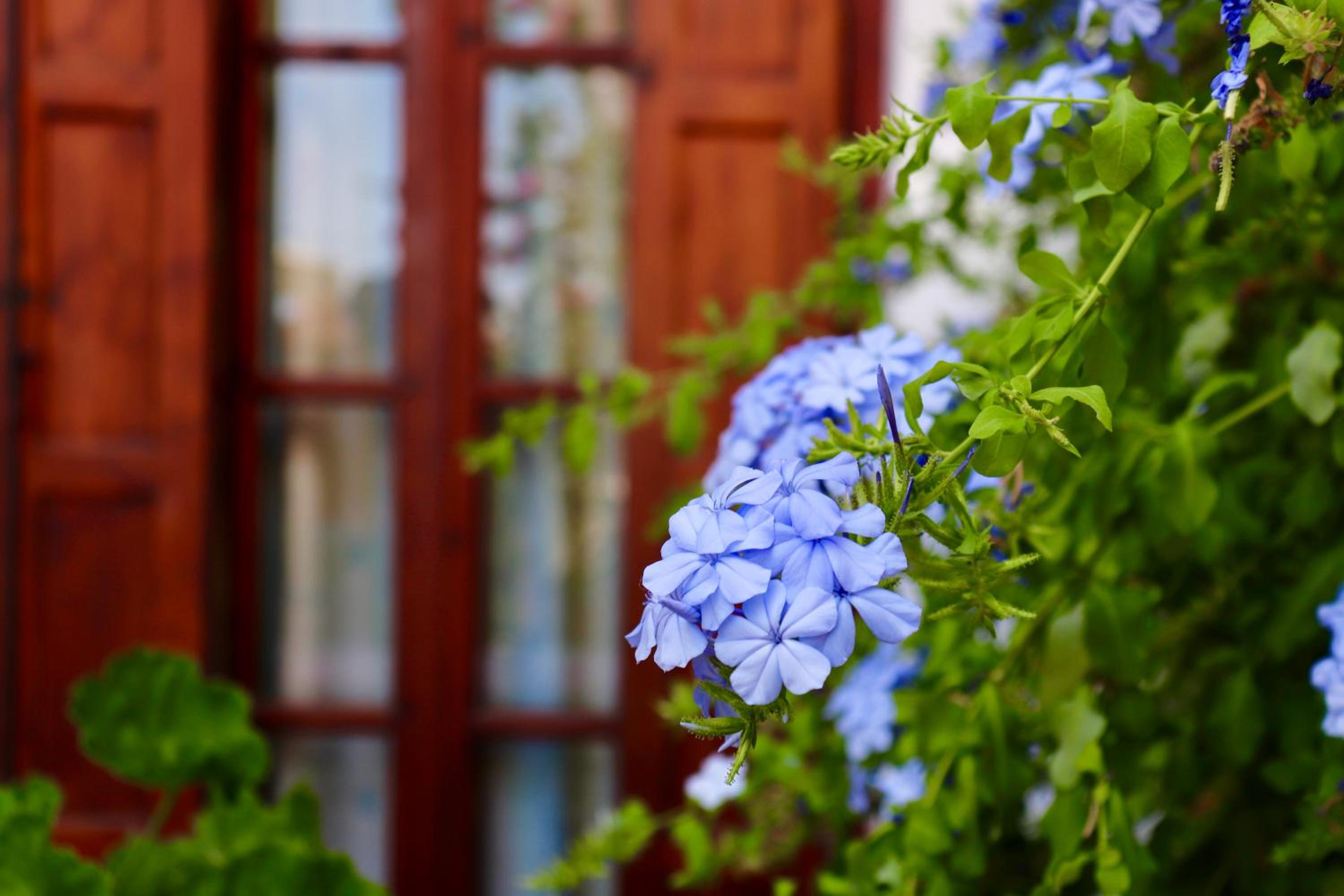 Фото Апартаменты Amalthia Studios