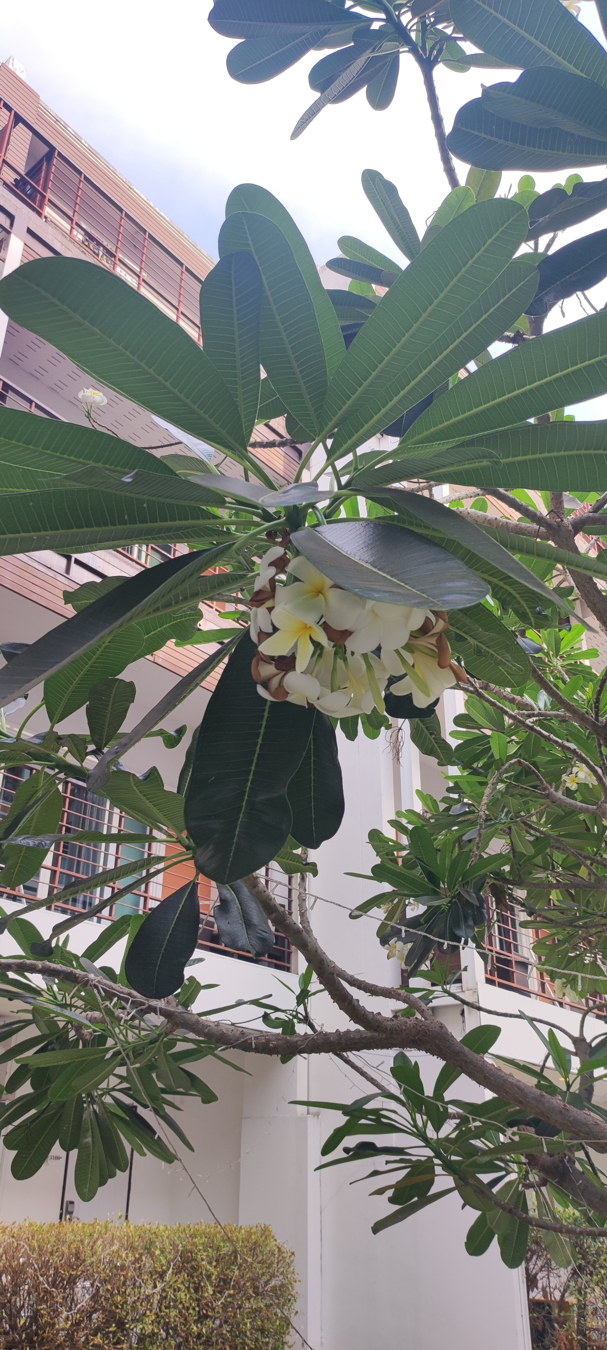 Фото FX Hotel Pattaya