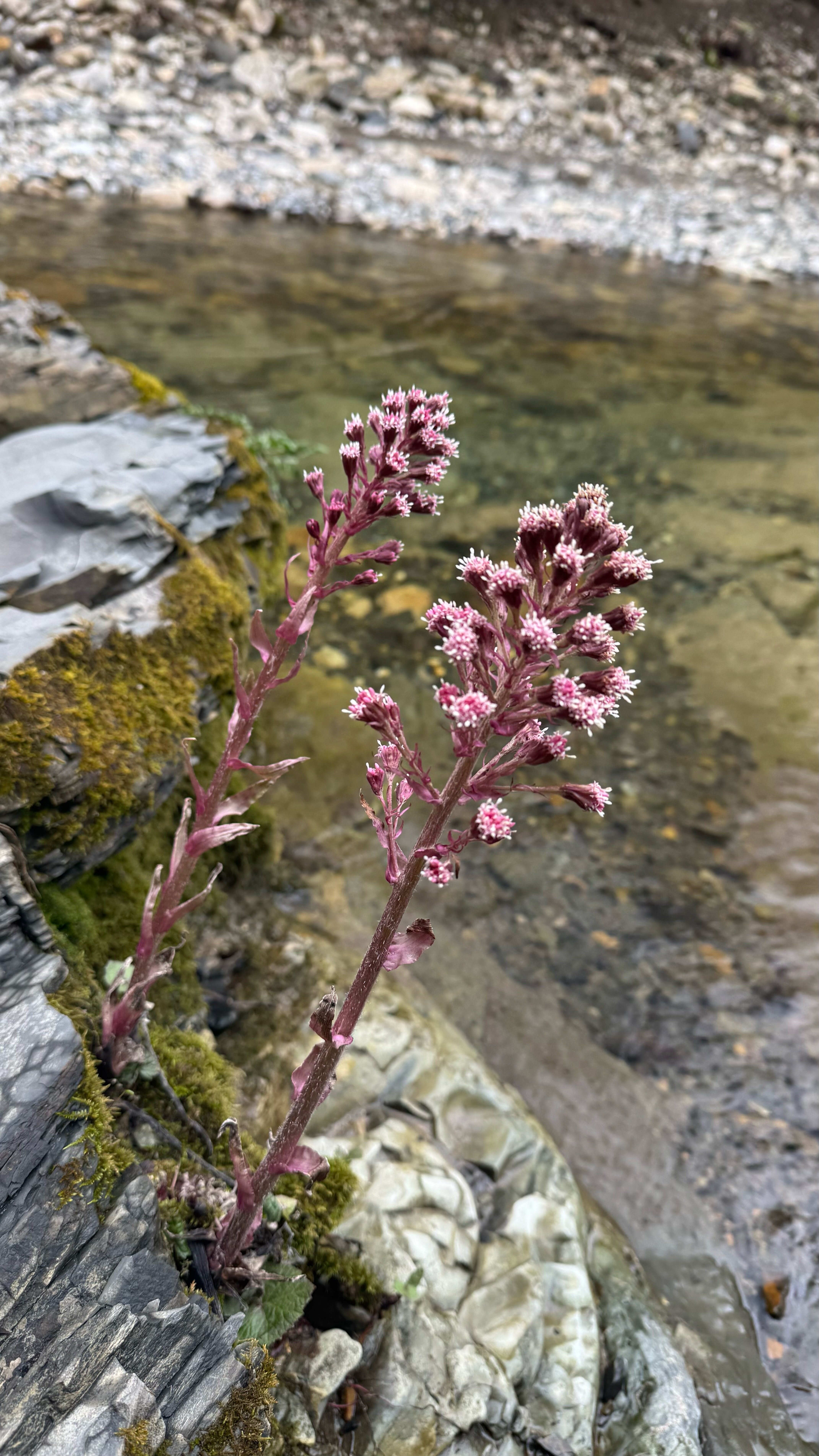 Фото Сад чудес
