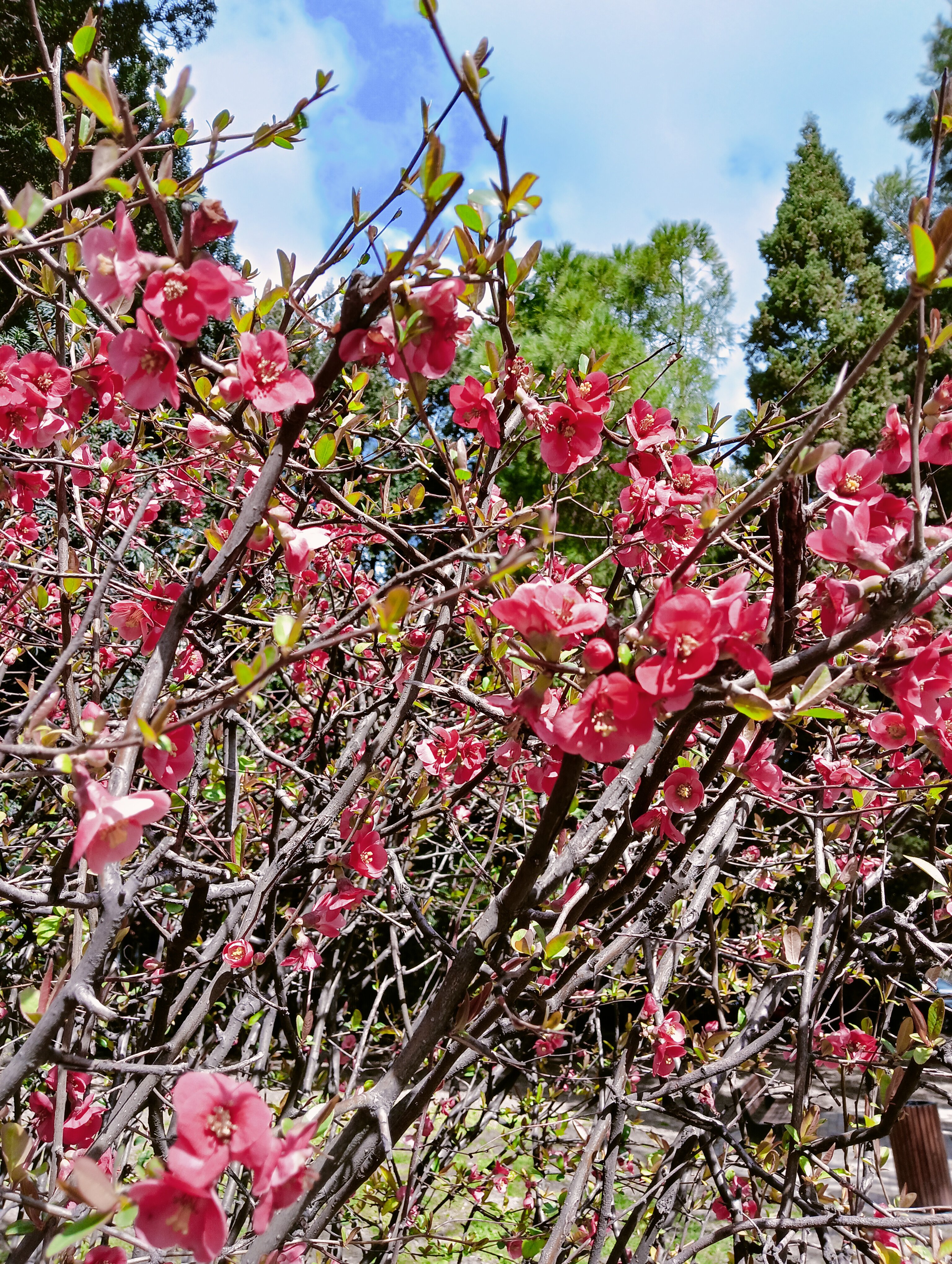 Фото Крым-Дрим