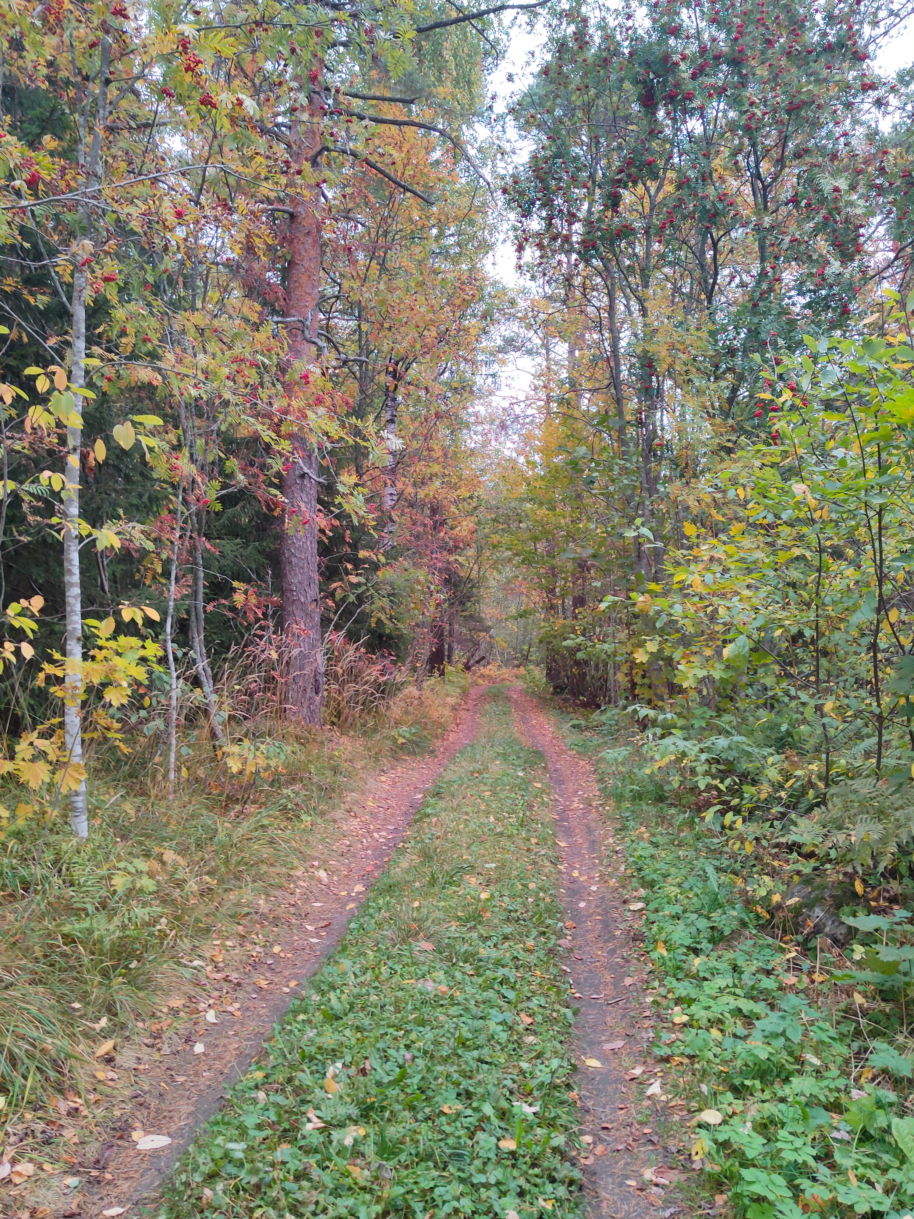 Фото Forest Park