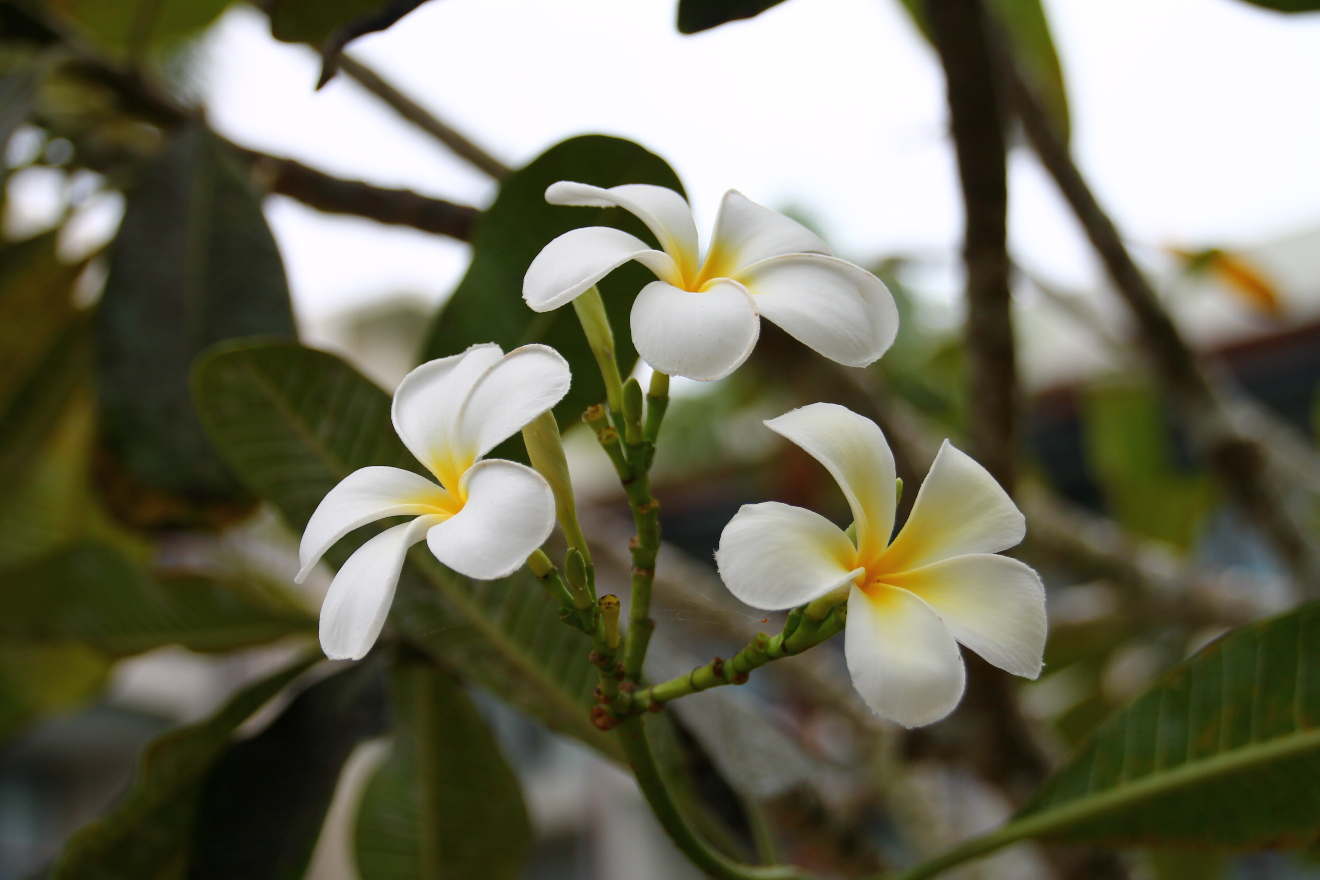 Фото Le Meridien Khao Lak Resort & SPA