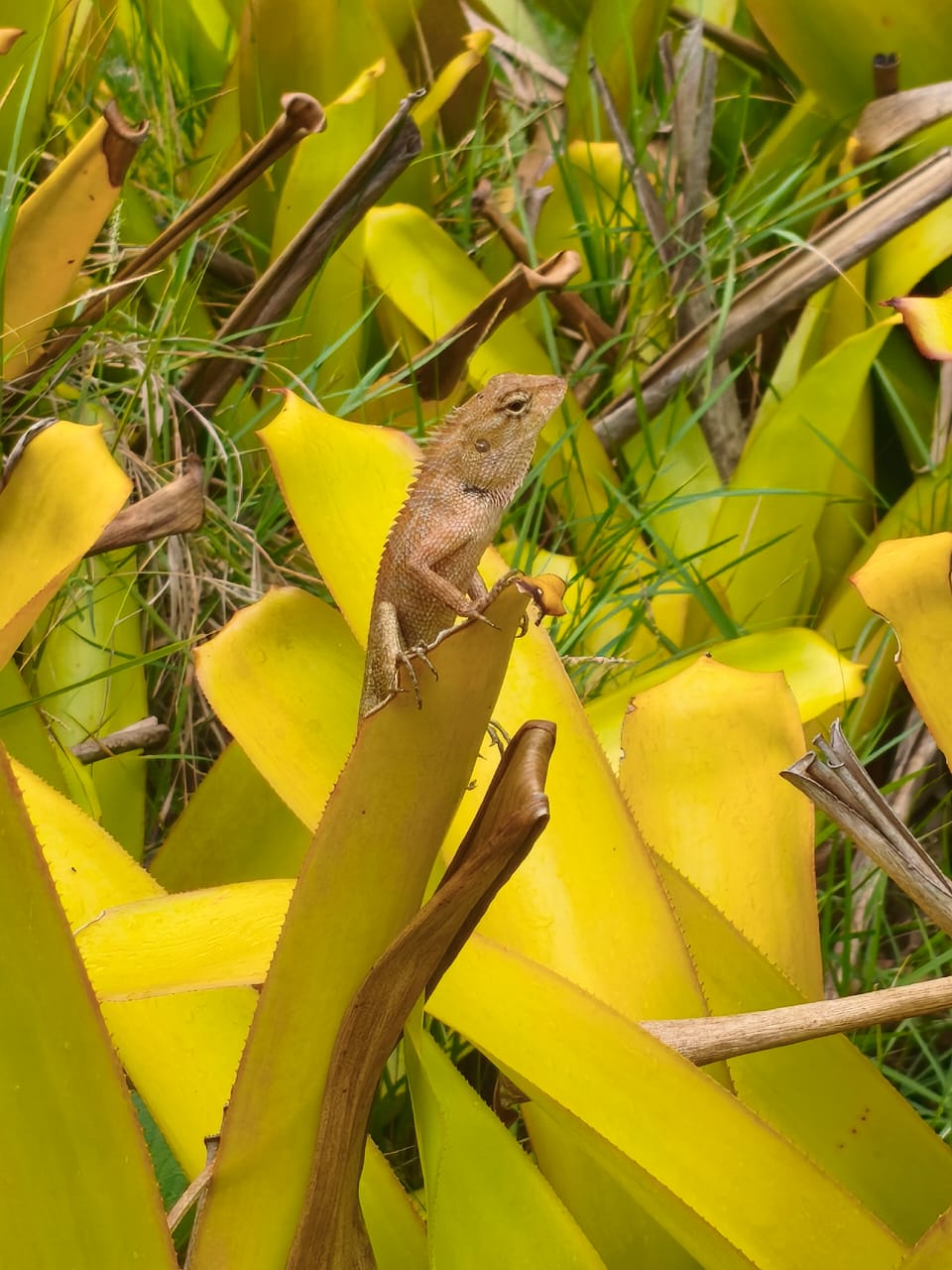 Фото Sunshine Garden Resort