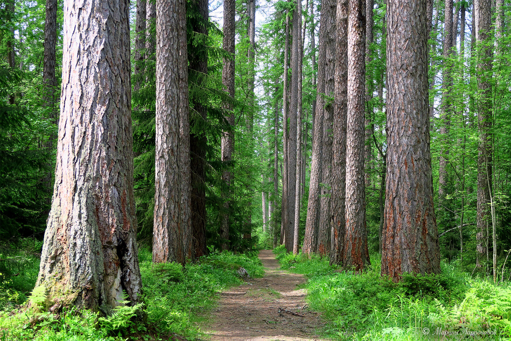 Фото Гармония