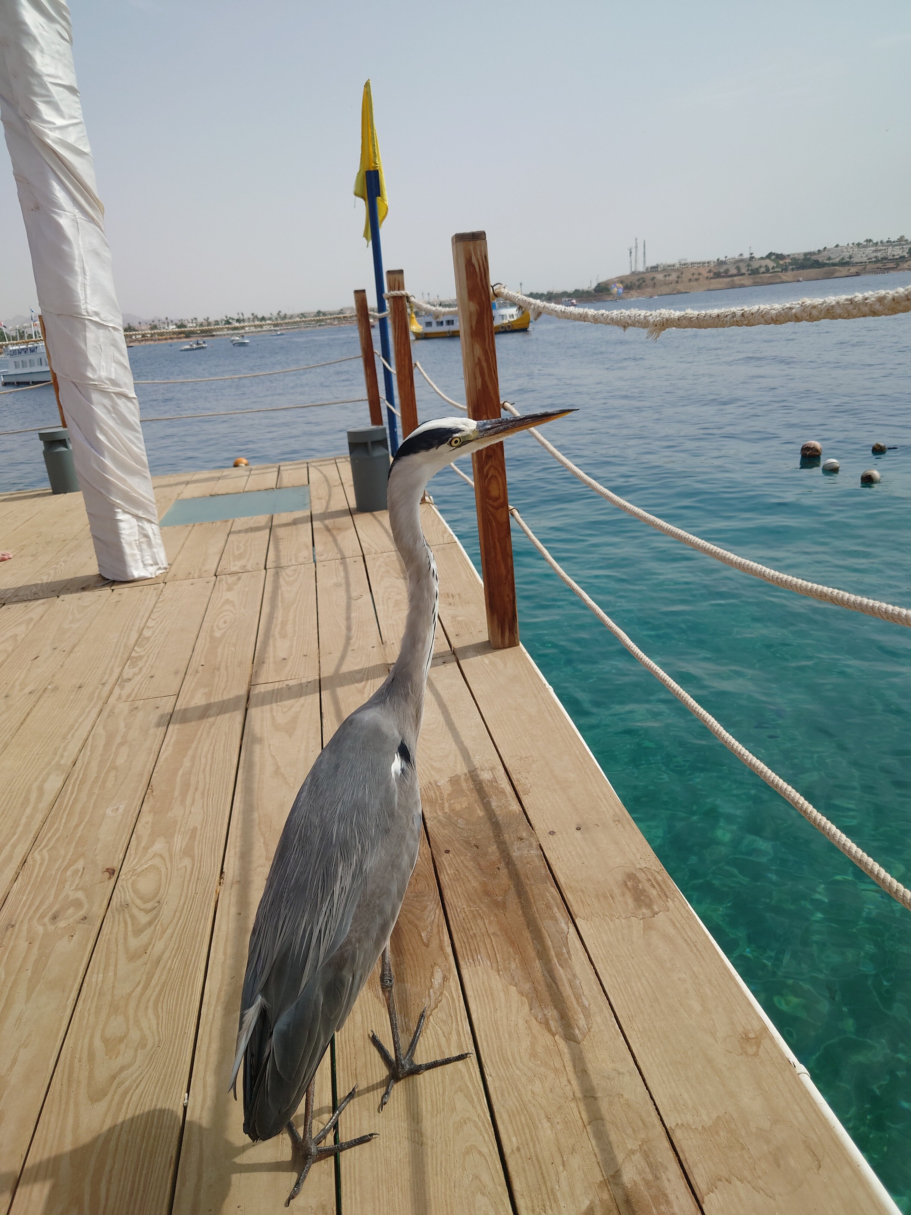 Фото Lido Sharm Hotel