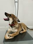 Animalz (Nikitina Street, 145Б), clínica veterinaria