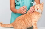 Bilecik Veteriner Kliniği (Bilecik, Bilecik Center, Gazipaşa Mah., Hamam Sok., 3), veterinary clinic