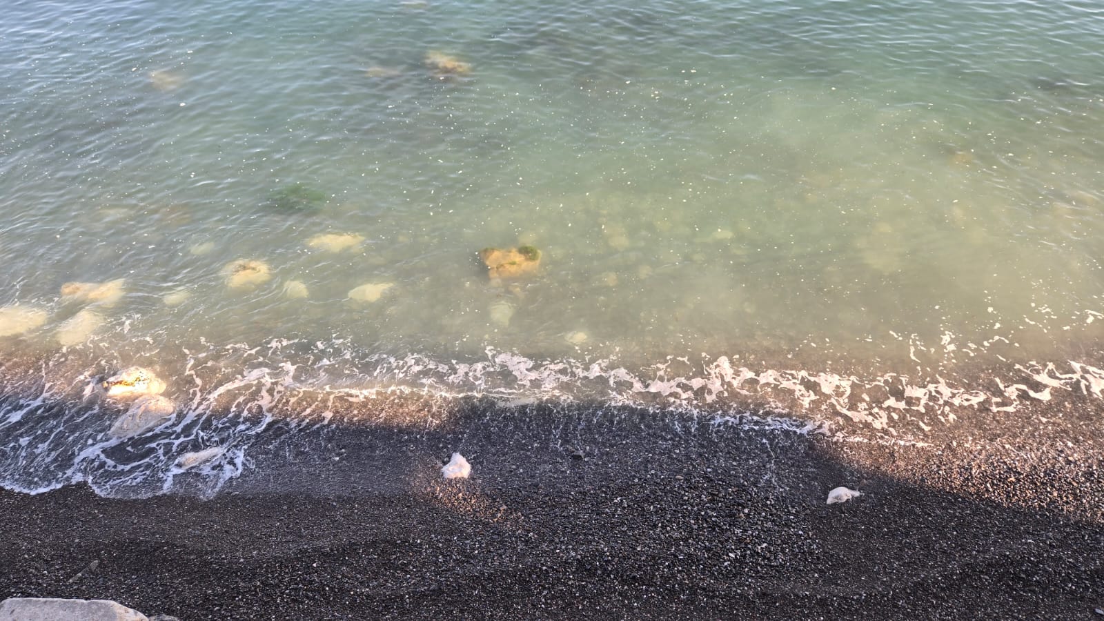 Фото Горная лаванда