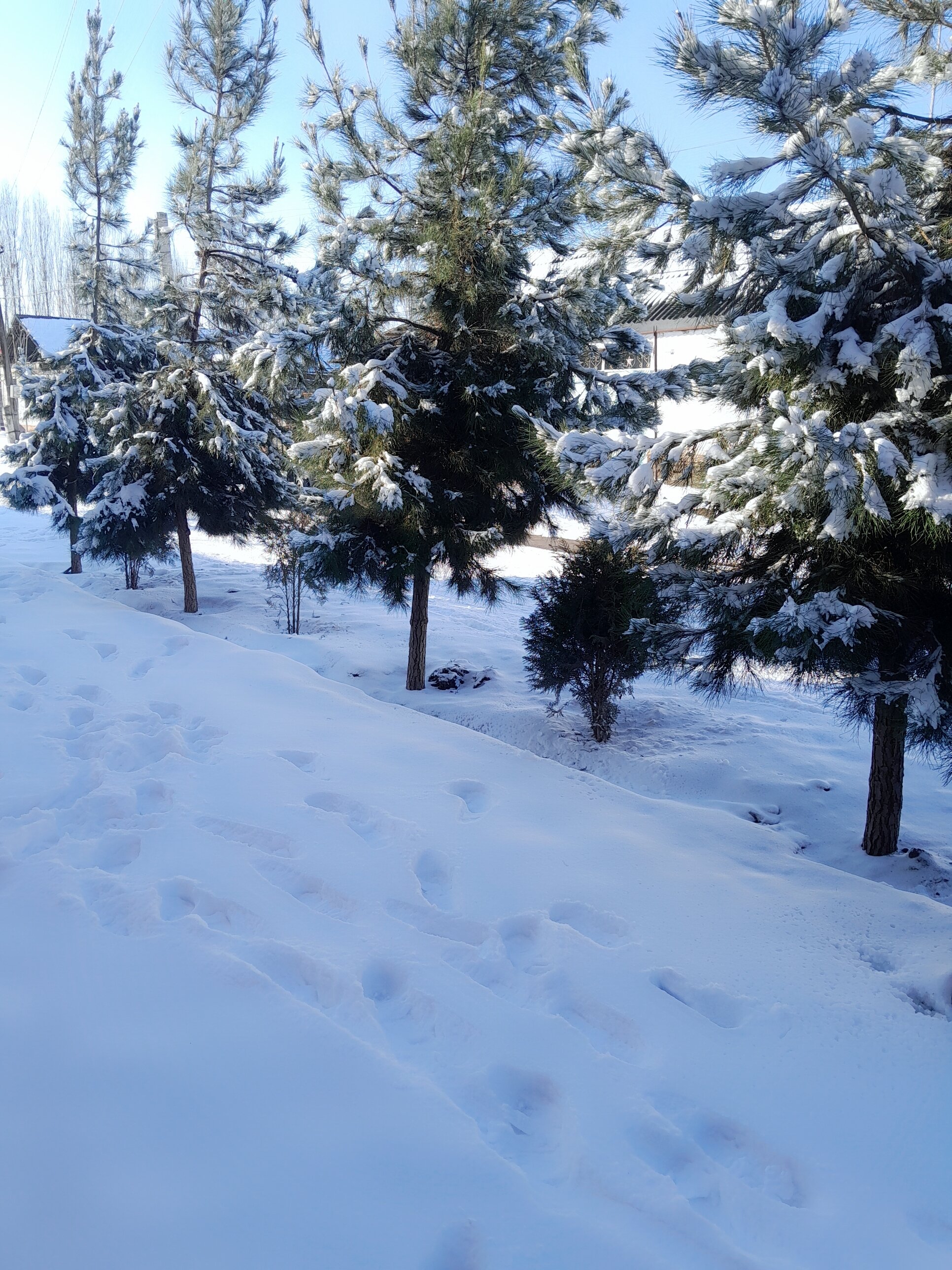 Фото Зарафшан