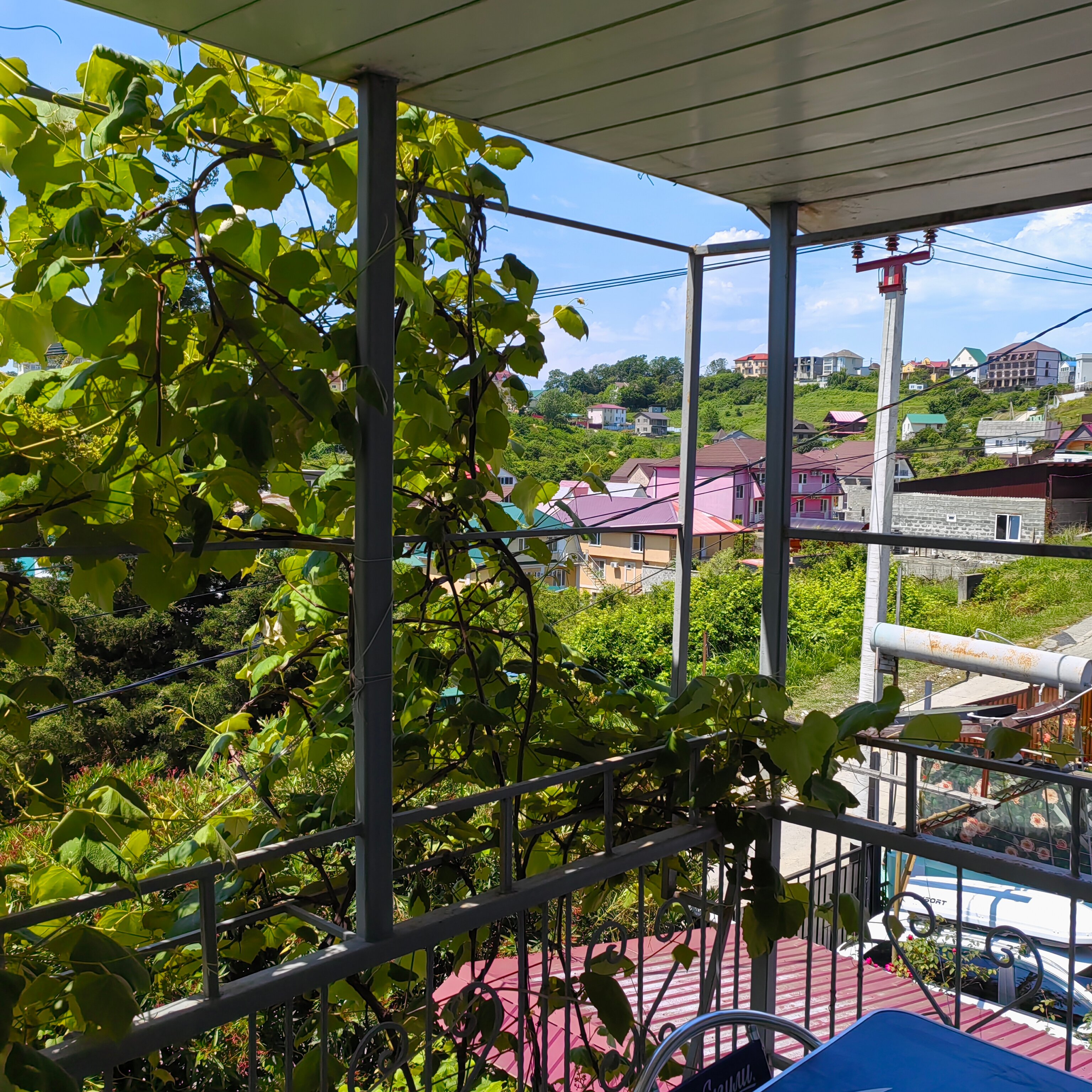 Фото Олеандр