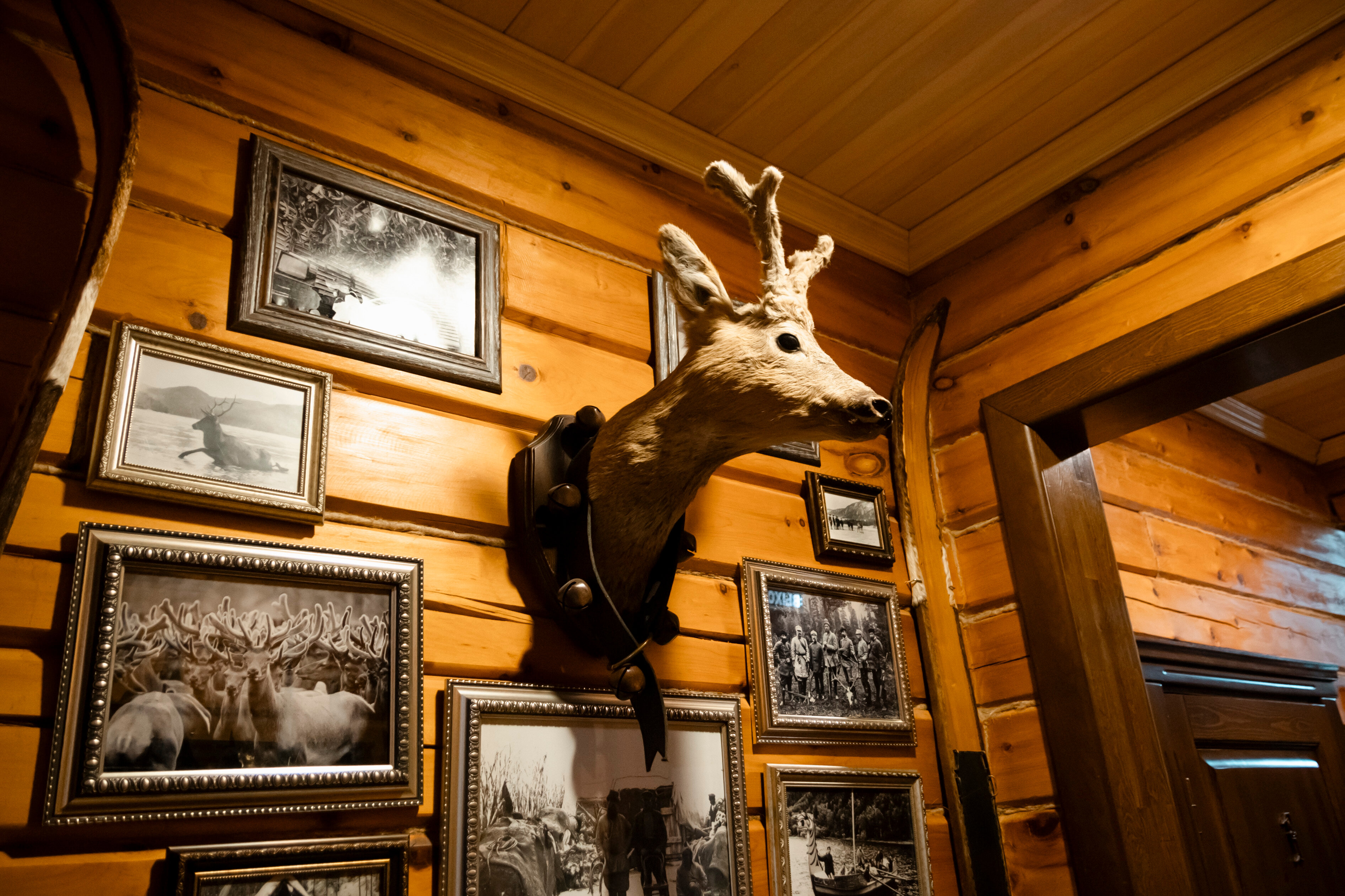 Фото Леонтоподиум