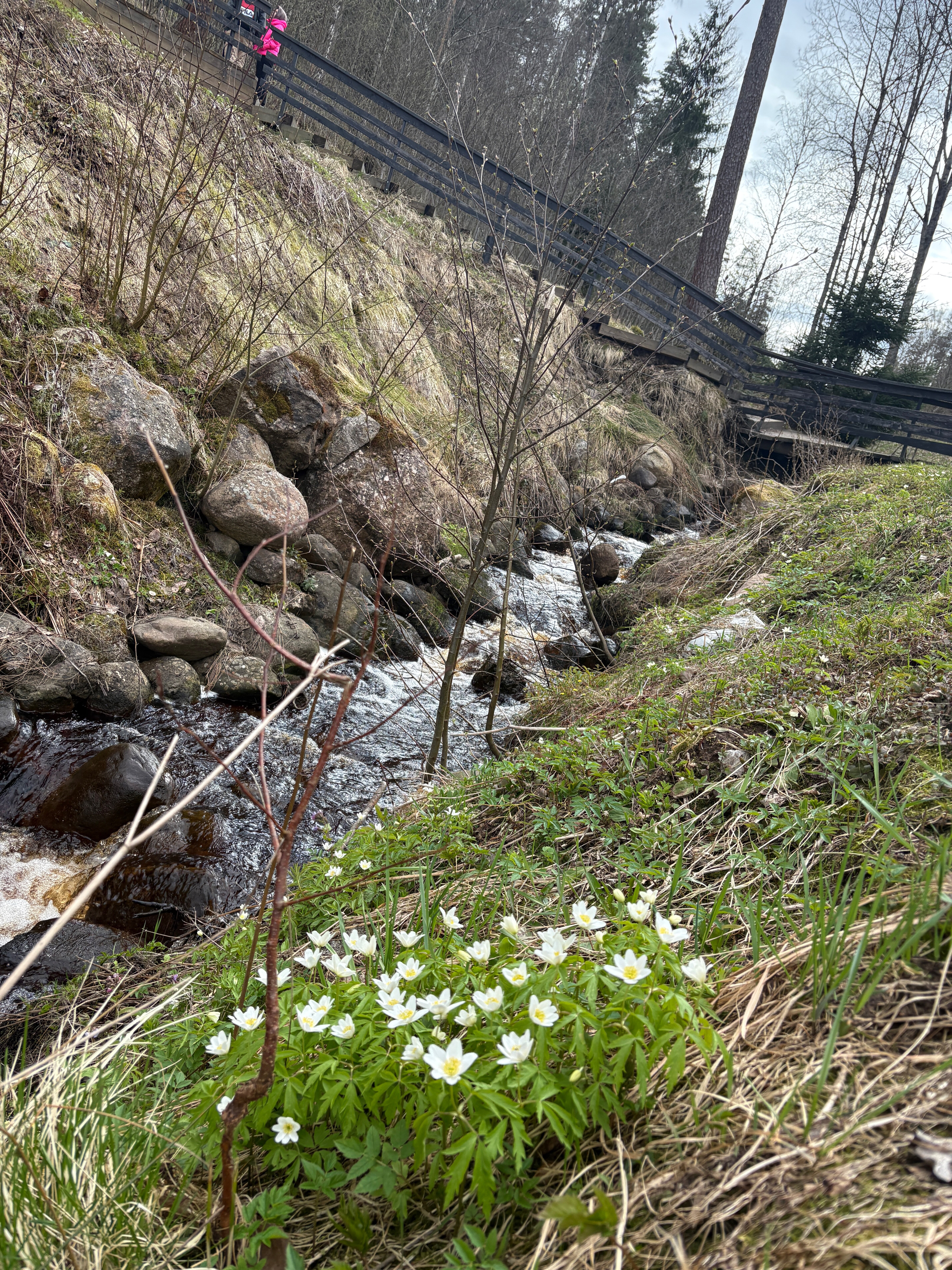 Фото Dream House