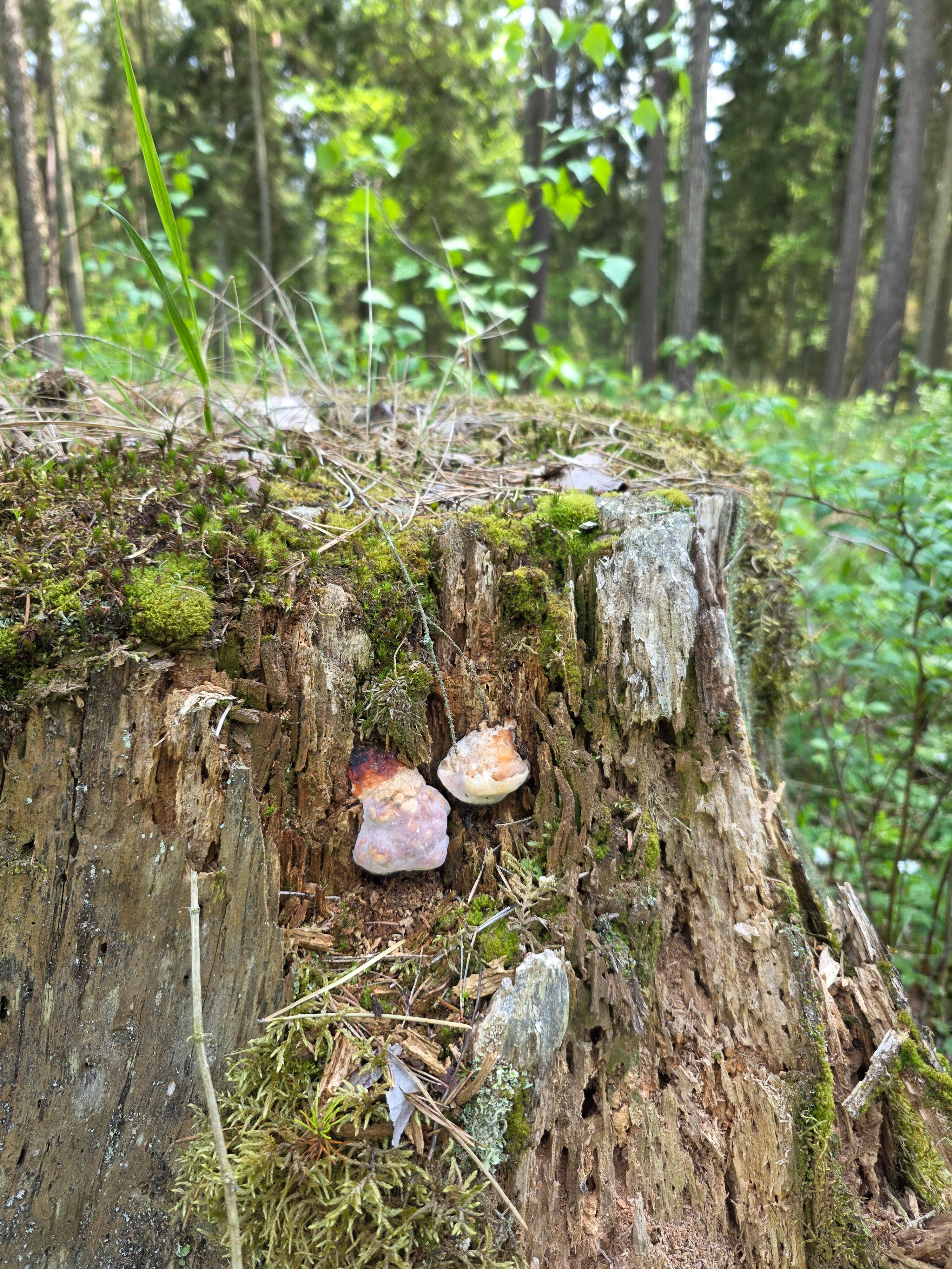 Фото Беловежская пуща гостиница №2