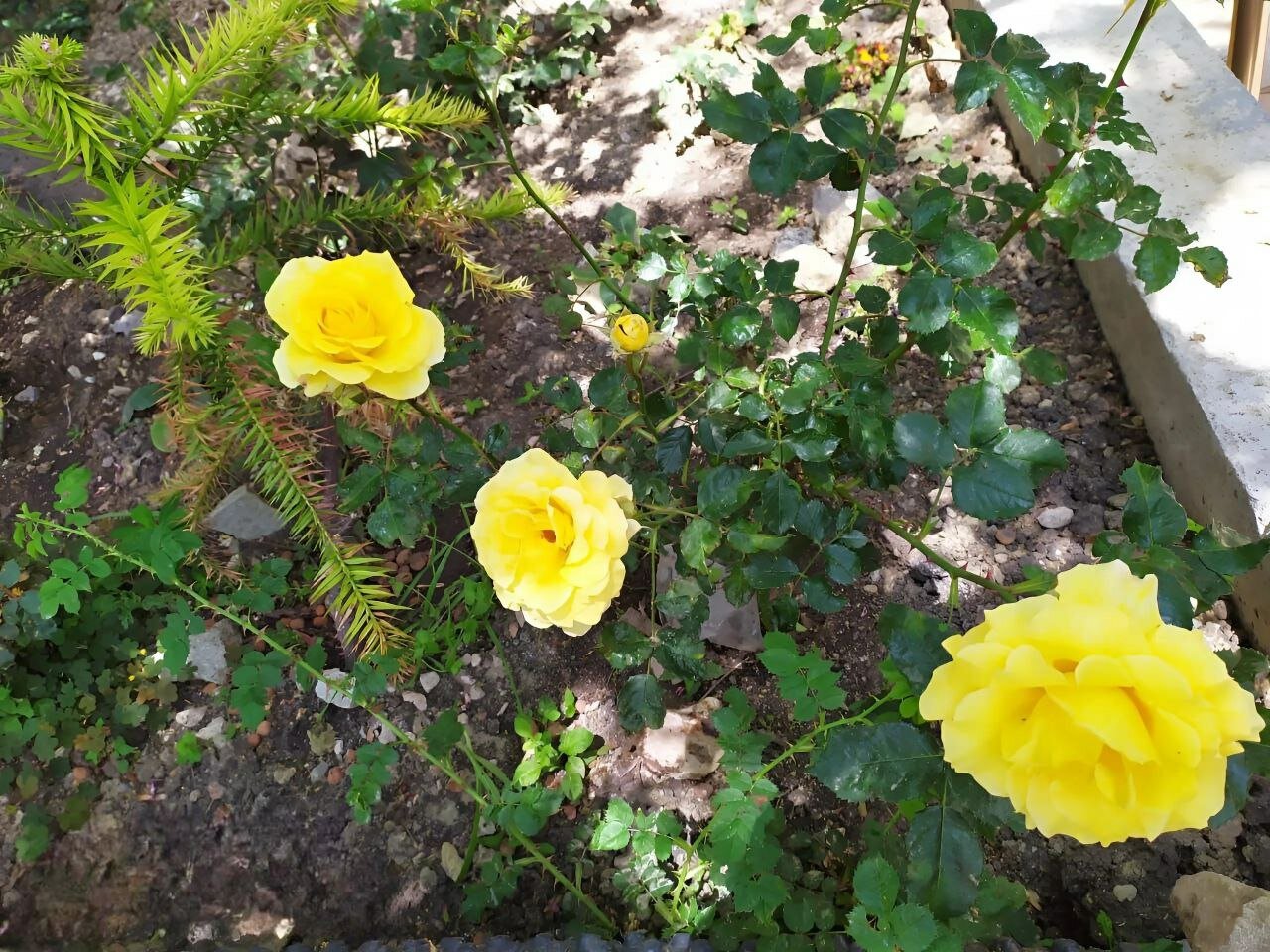 Фото Magic Kingdom