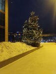 Christmas tree (Sverdlovsk Region, Yekaterinburg, Yekaterinburg-City District), city tree