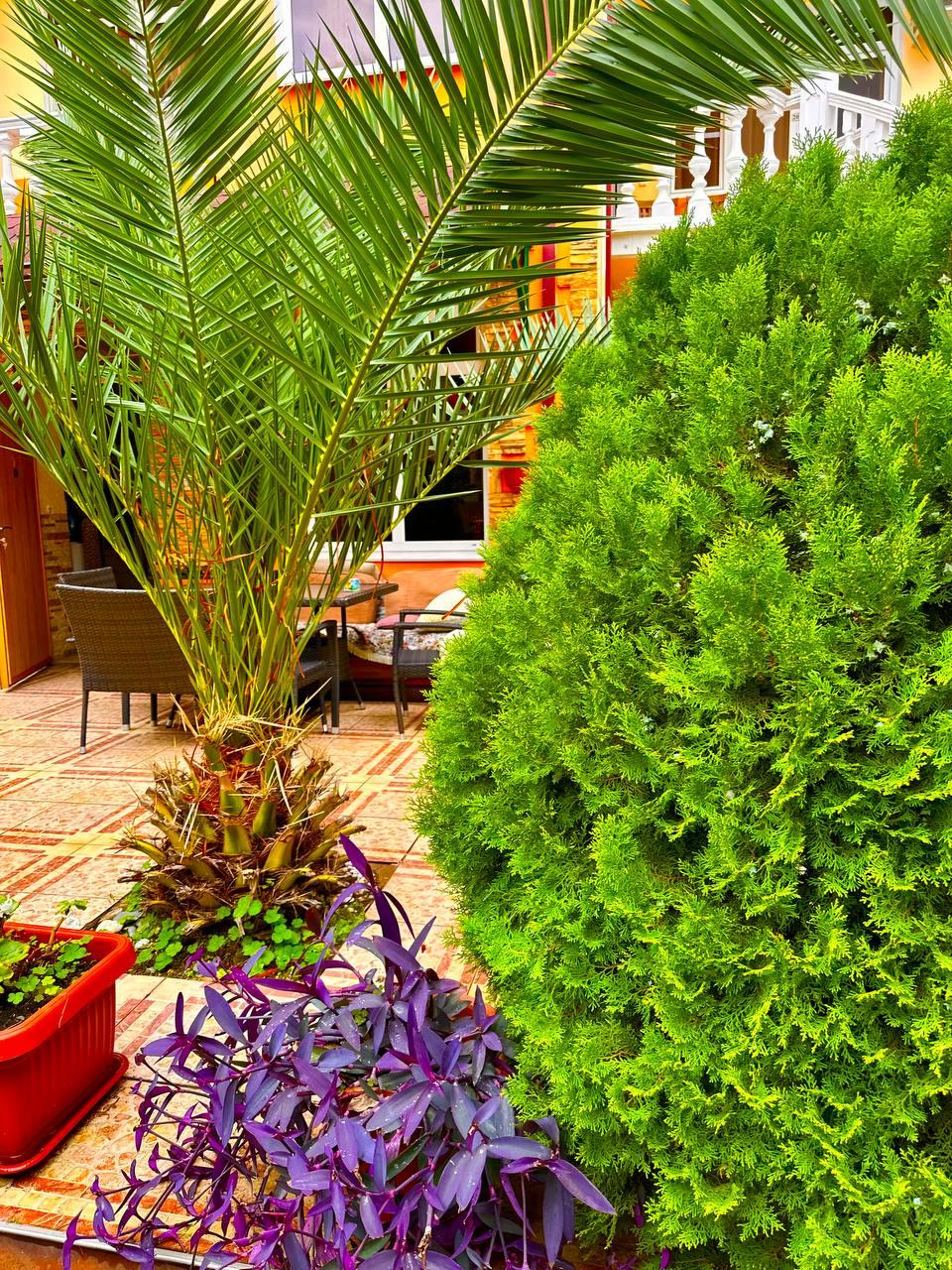 Фото Белый парус