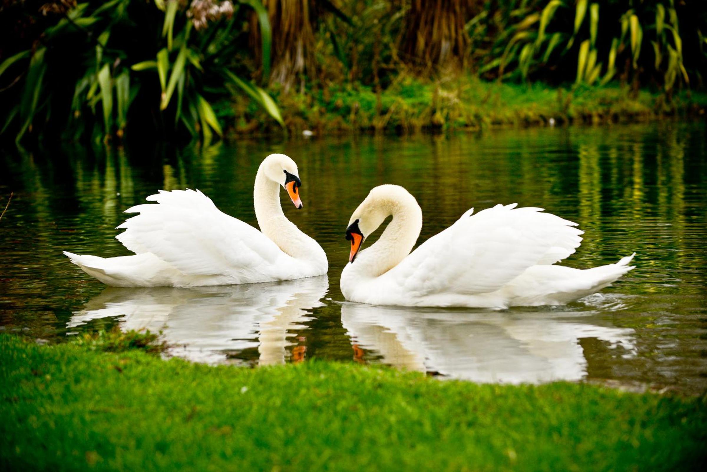 Фото Silverstream Lodge