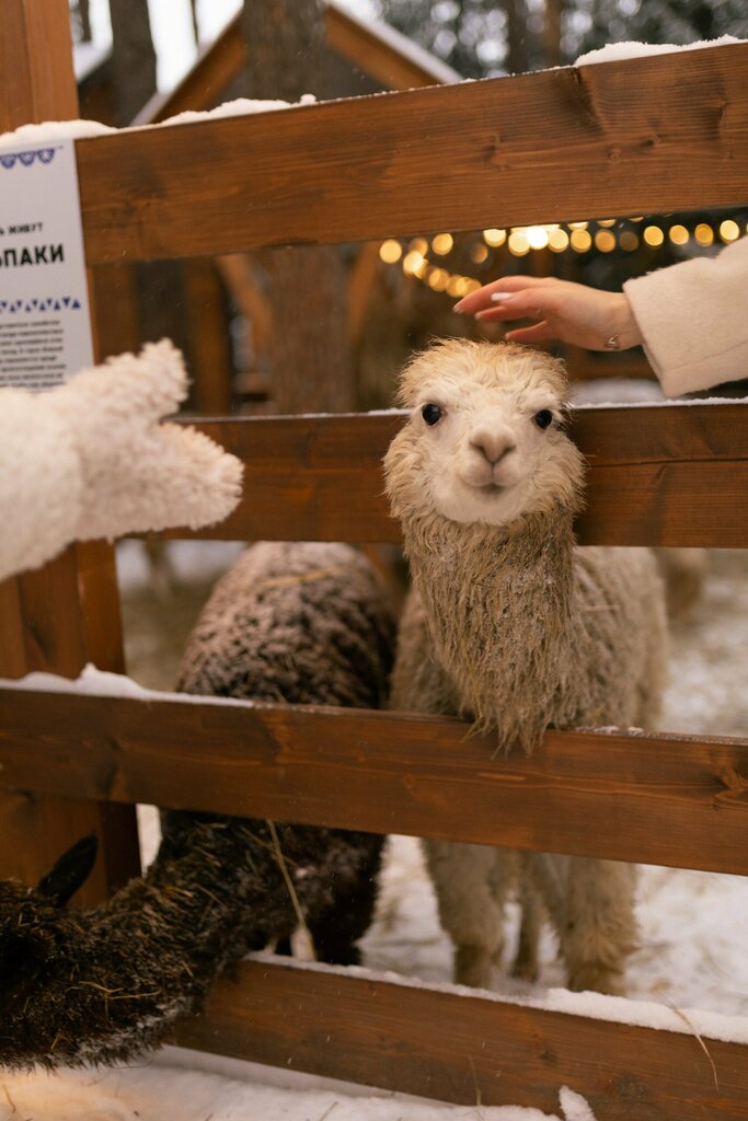 Zoo Park Alpak Simba, Saint‑Petersburg and Leningrad Oblast, photo