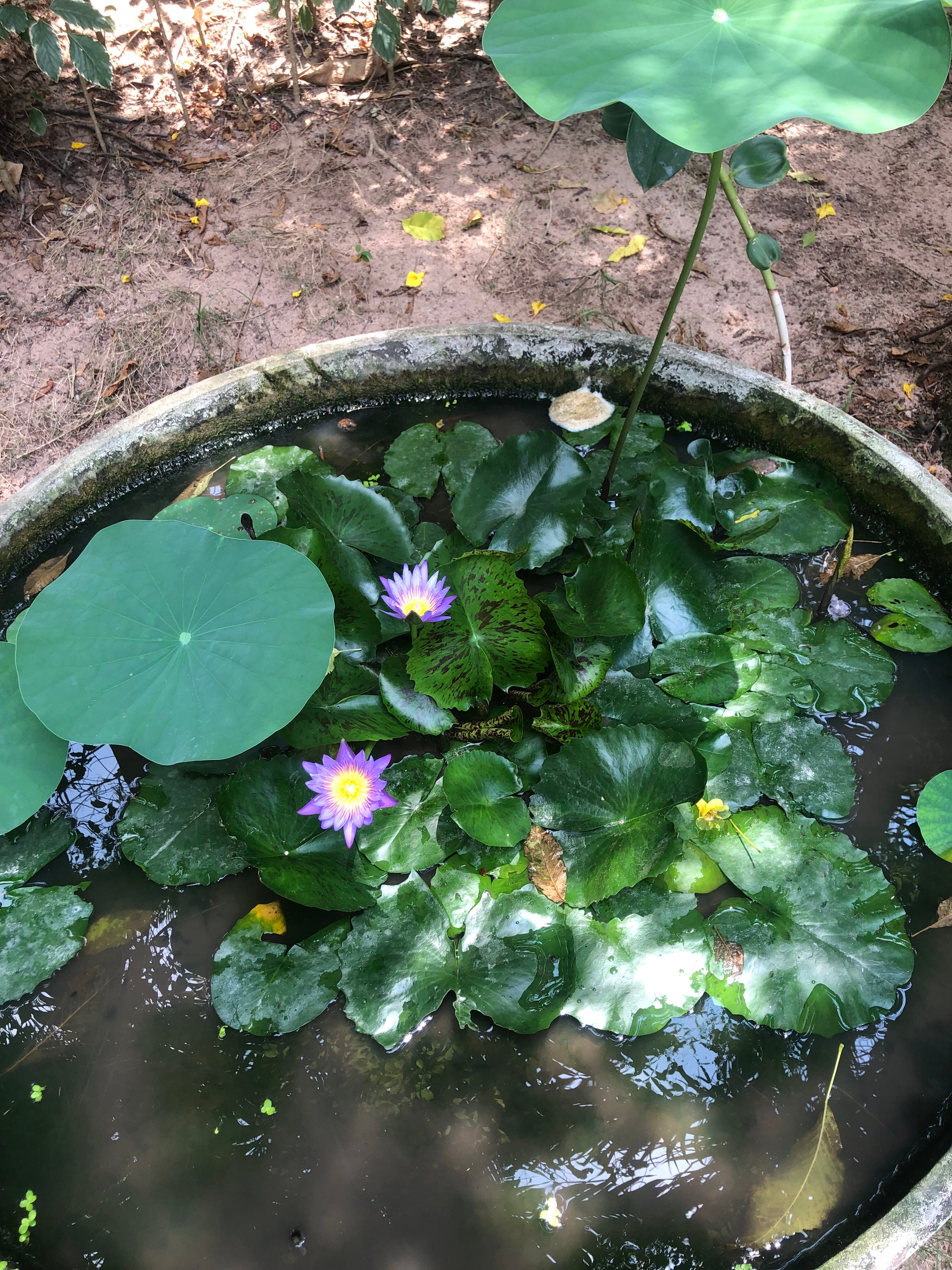 Фото Sea Star Resort, Phu Quoc