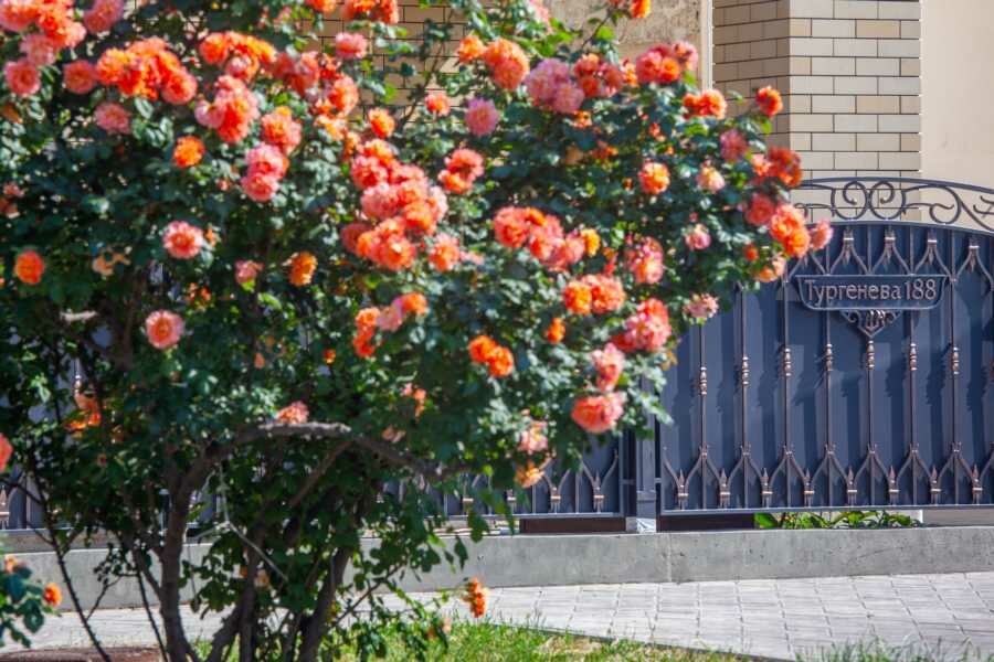 Фото Гостевой дом Тургенева 188