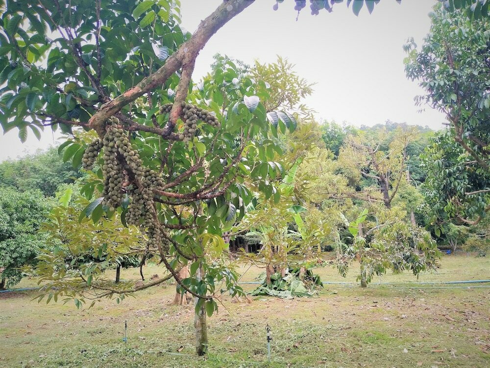 Фото Somphoch Garden