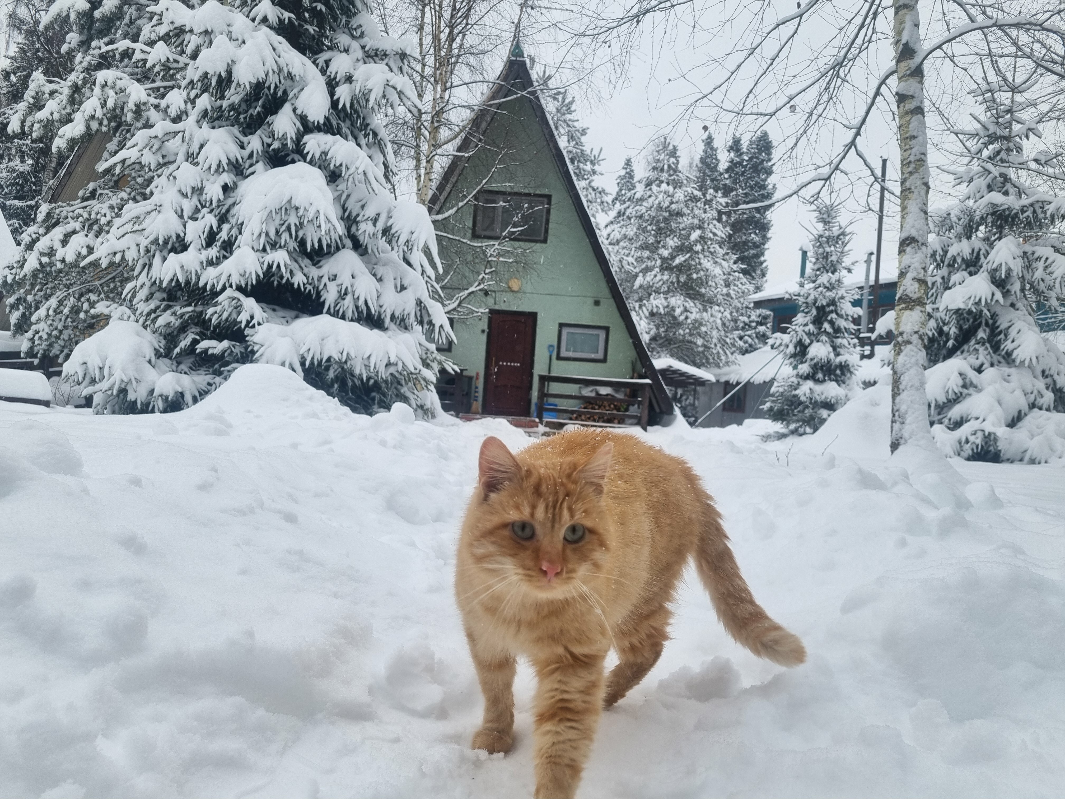 Фото Солонцово