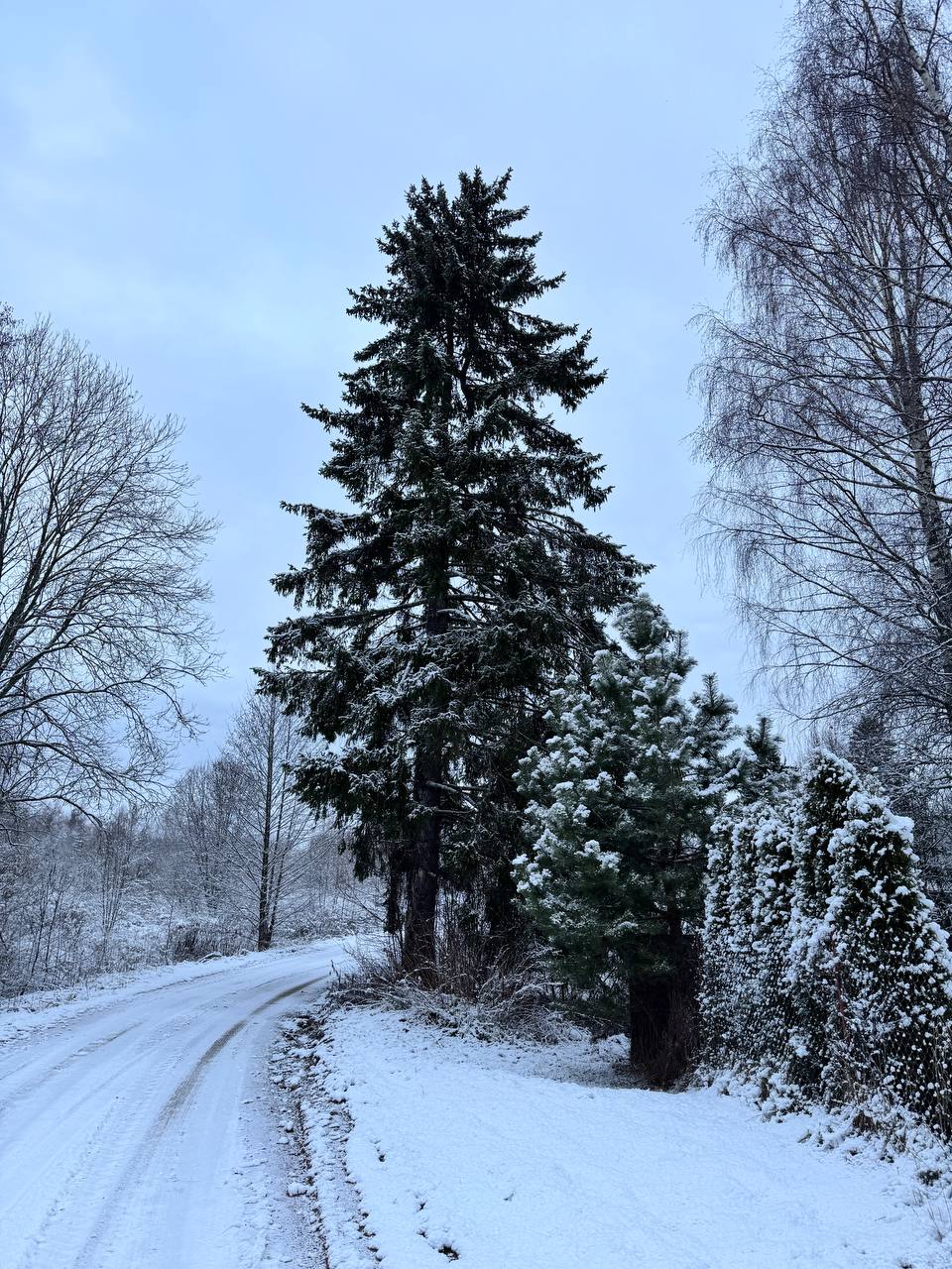 Фото Сосновая роща