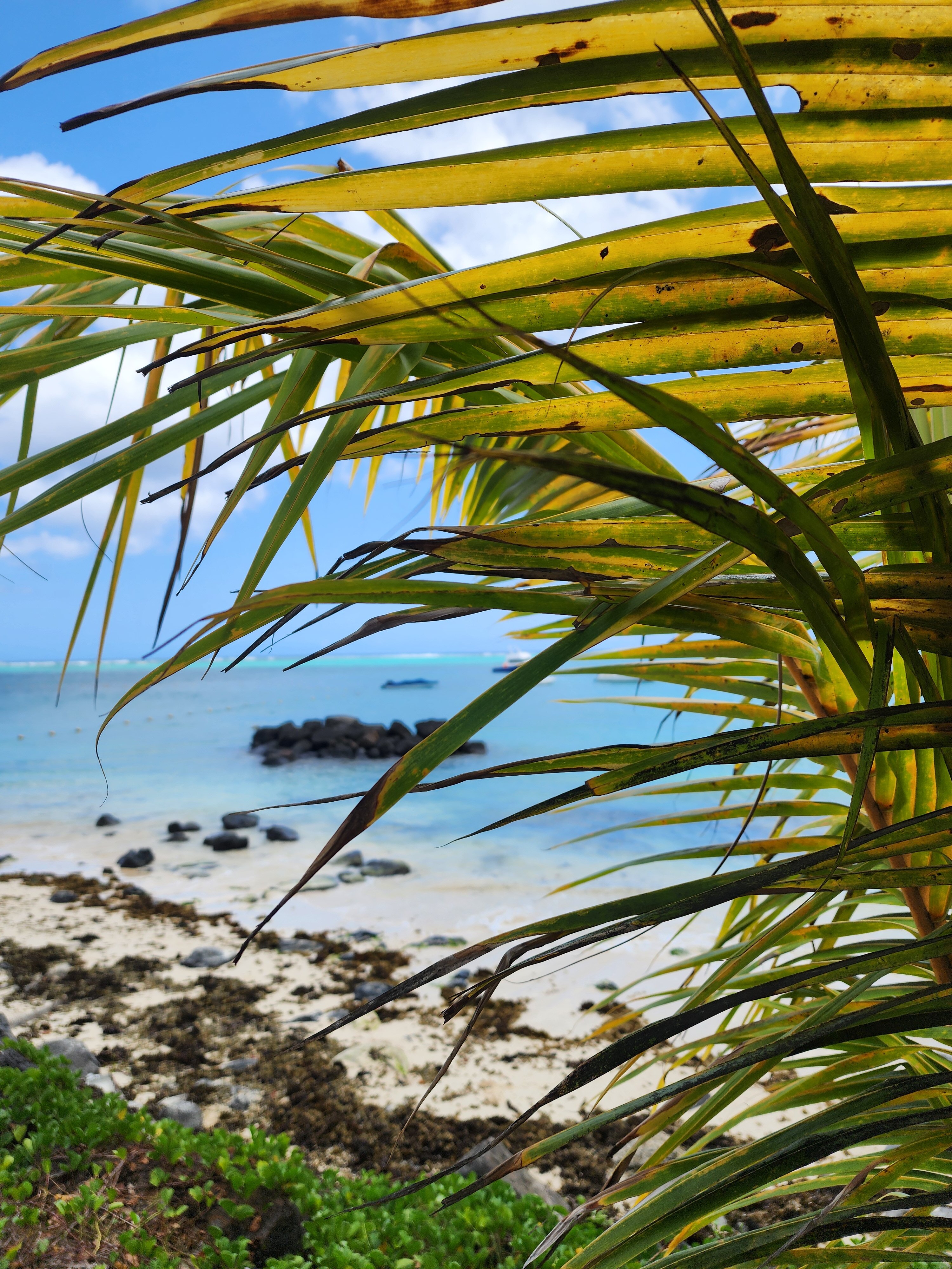 Фото Casuarina Resort and SPA