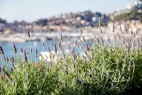 Внешний вид отеля Hotel Esplendido в Сольере, фото 5