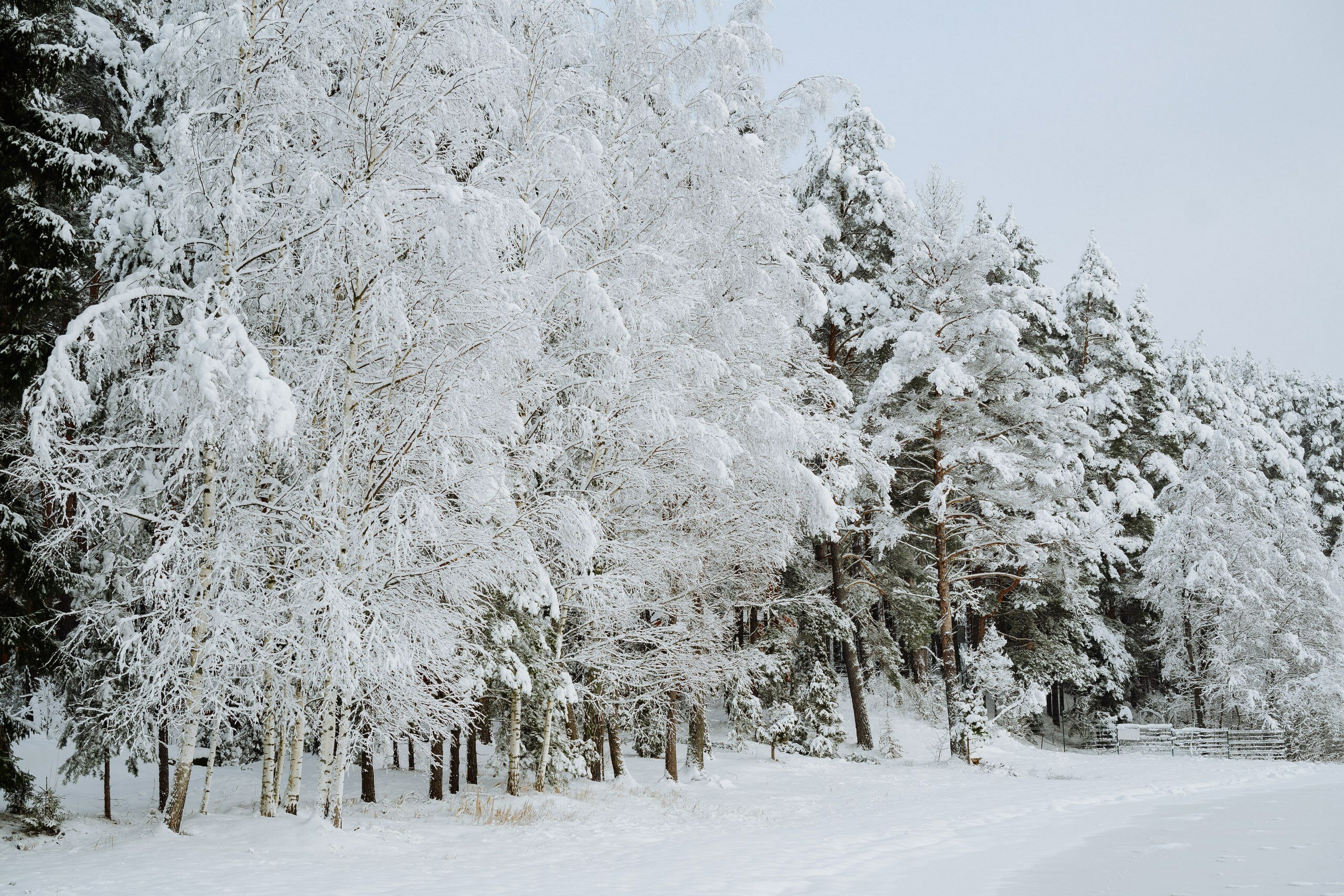 Фото Велино