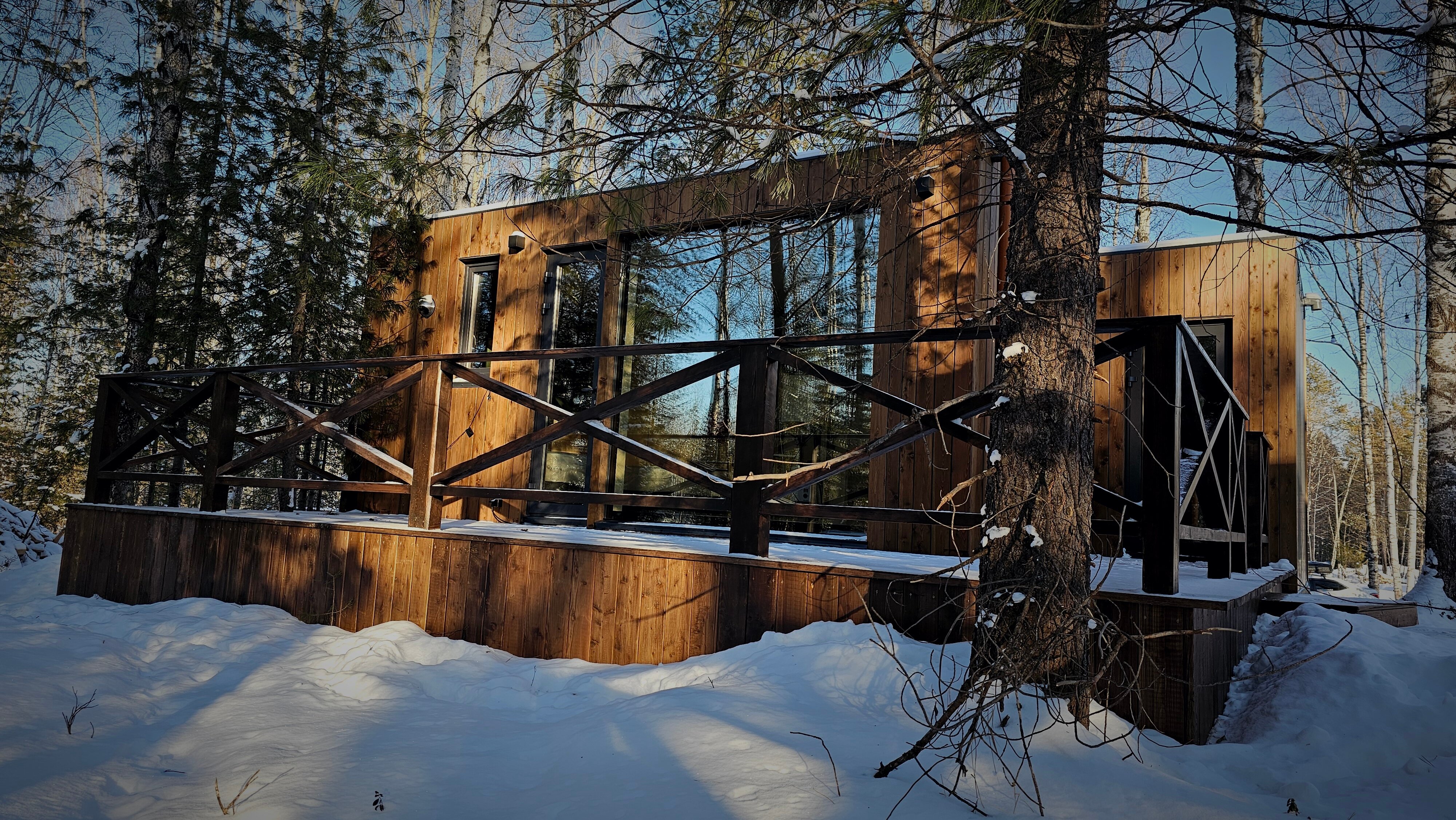 Фото Снежные Гуси