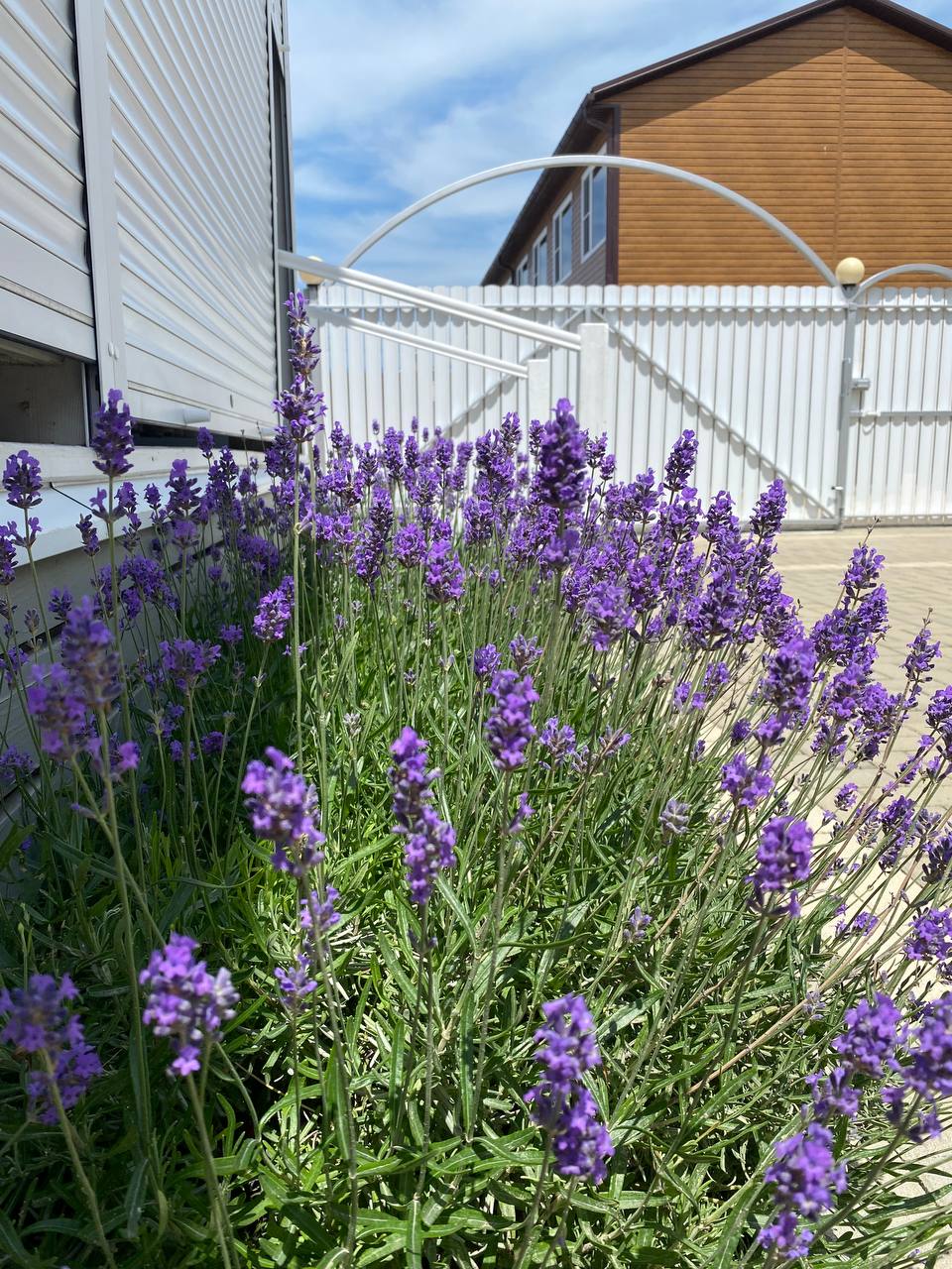 Фото Азовская чайка