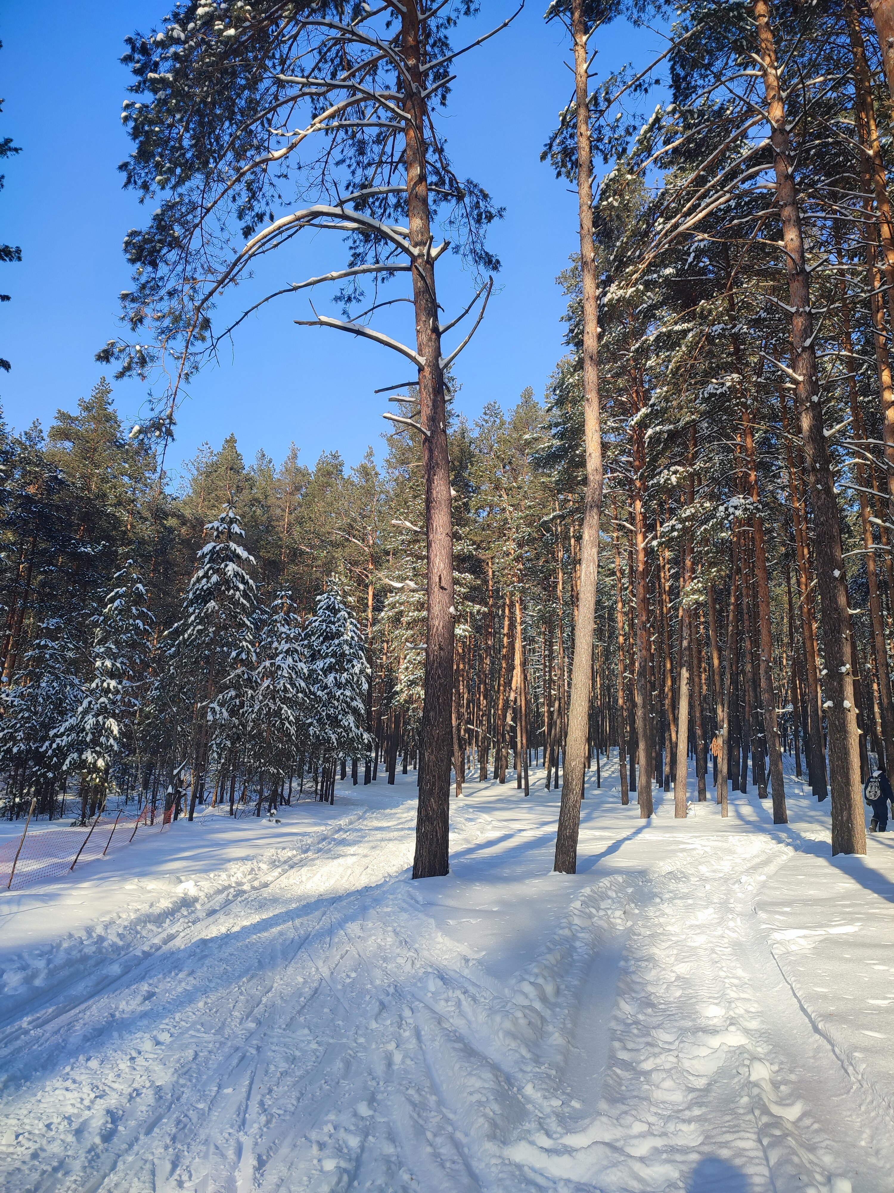 Фото Сосновый бор