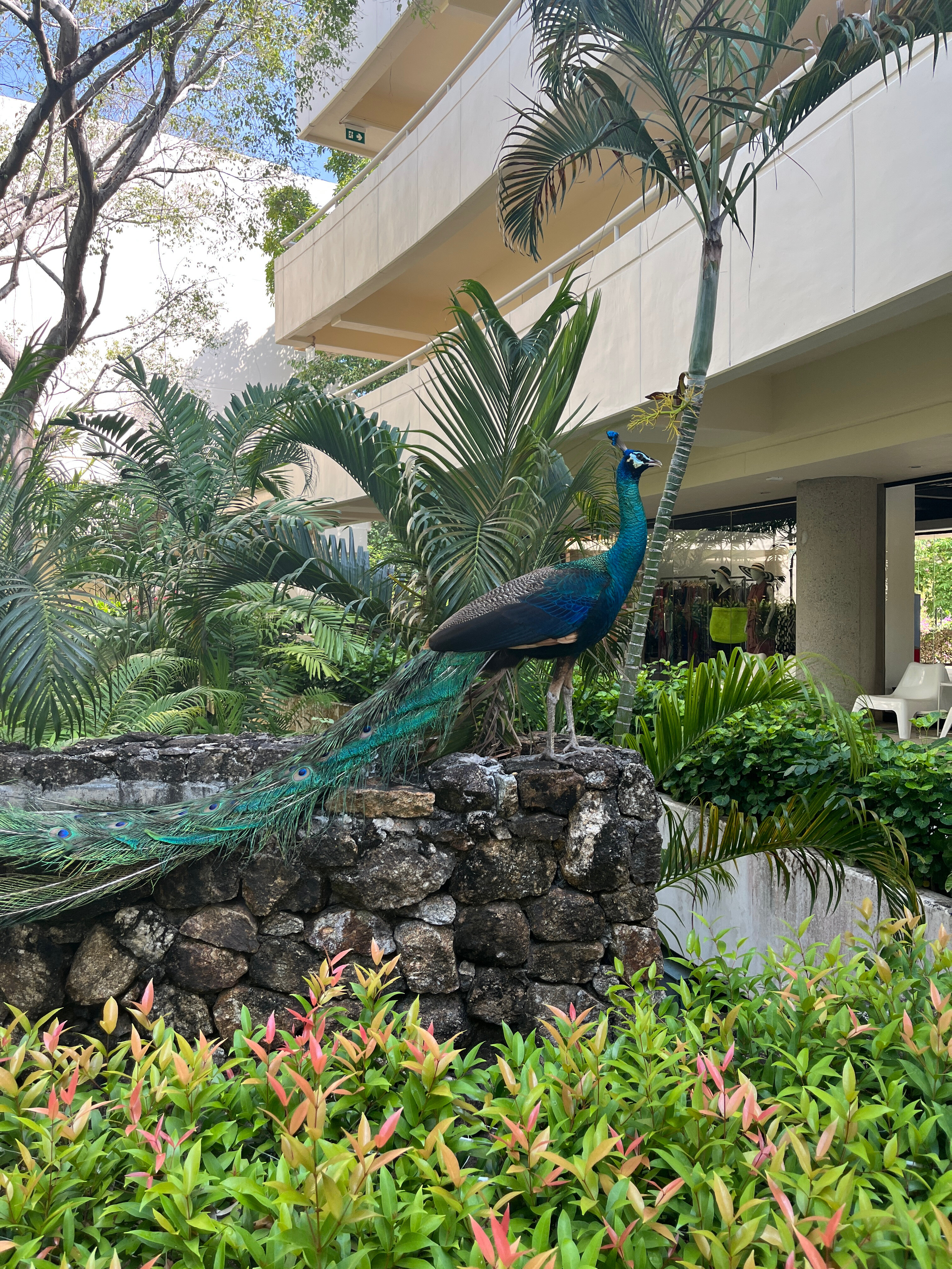 Фото Pullman Phuket Karon Beach Resort